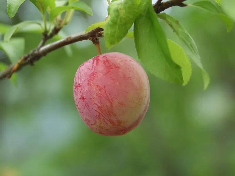 Plum (Prunus Salicina) — Be advised that this species may require some pest management to protect its harvest; turning yellow to red in the fall