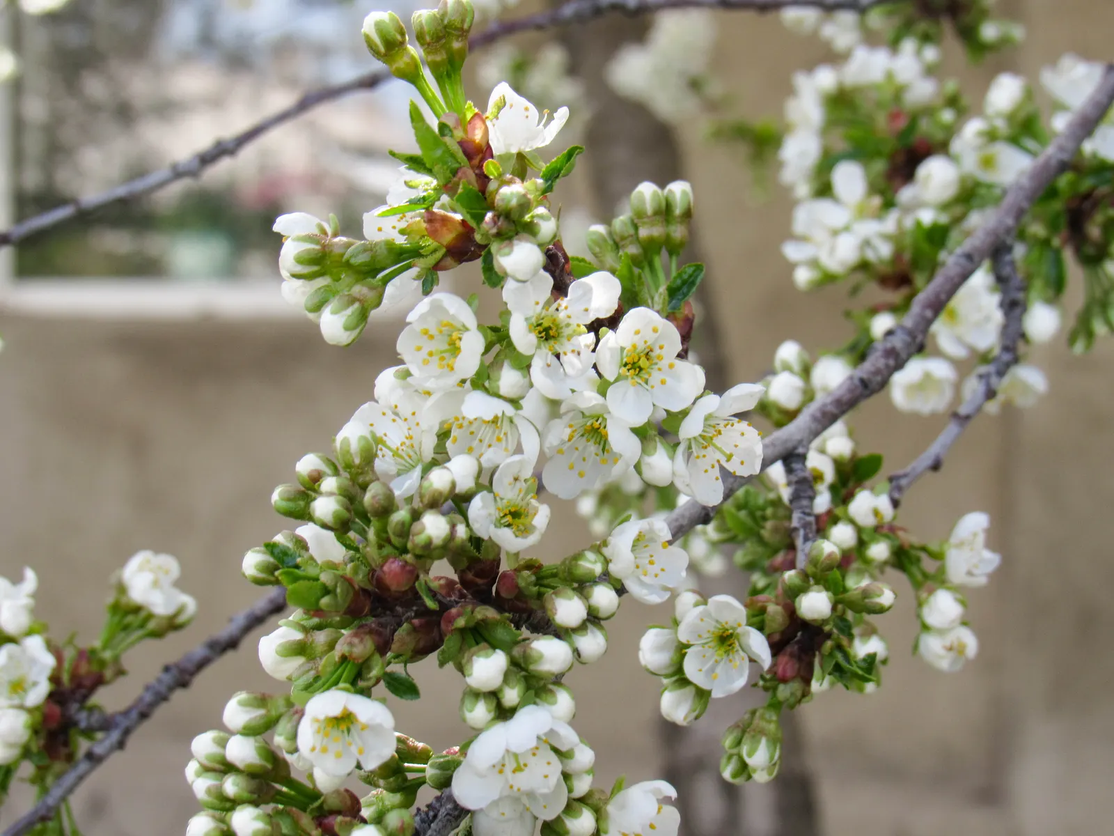 Plum (Prunus Salicina) — USDA Hardiness Zones for the Prunus salicina are 5 to 9; the foliage presents a lush green palette