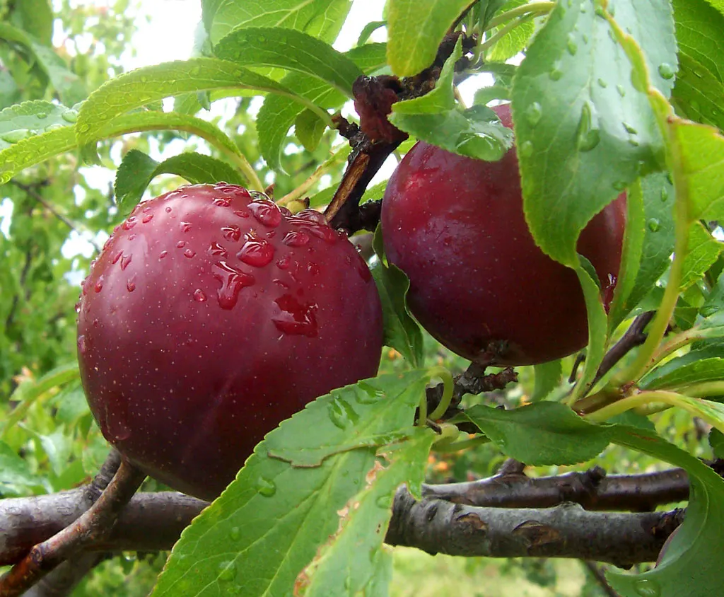 Plum (Prunus Salicina) — tree for full