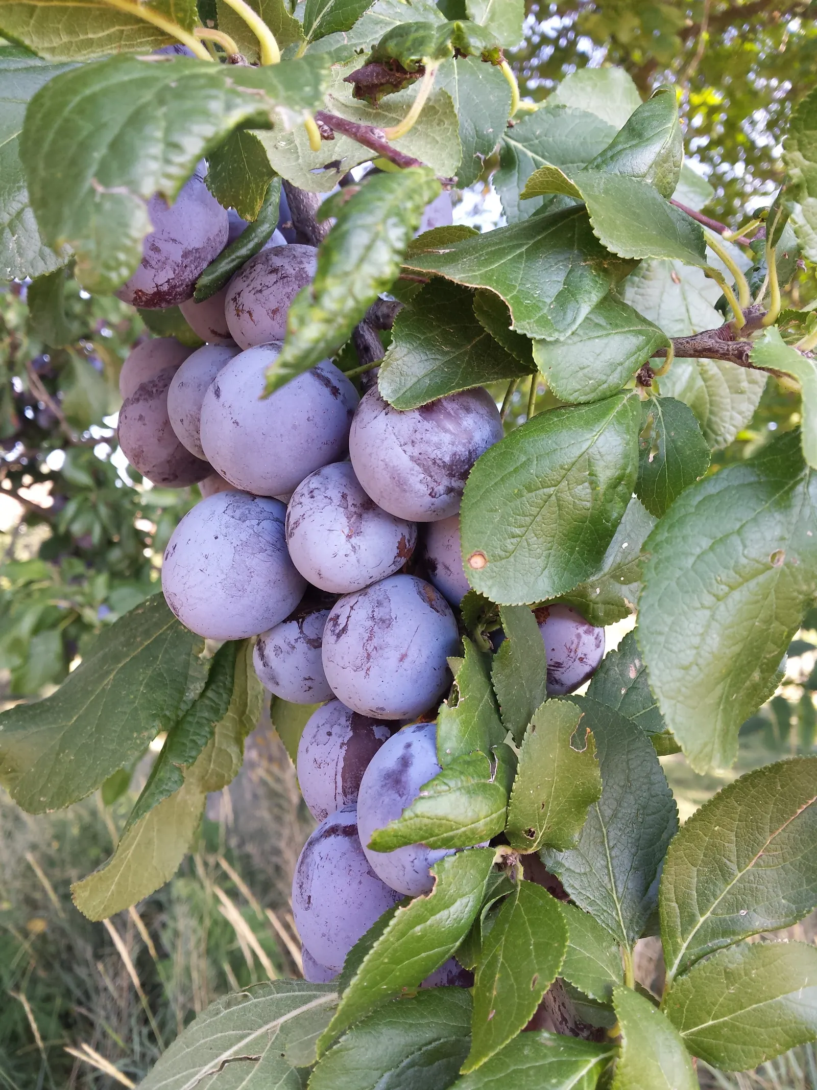 Plum (Prunus Salicina) — The foliage presents a lush green palette; and enhance fruit production, image 69