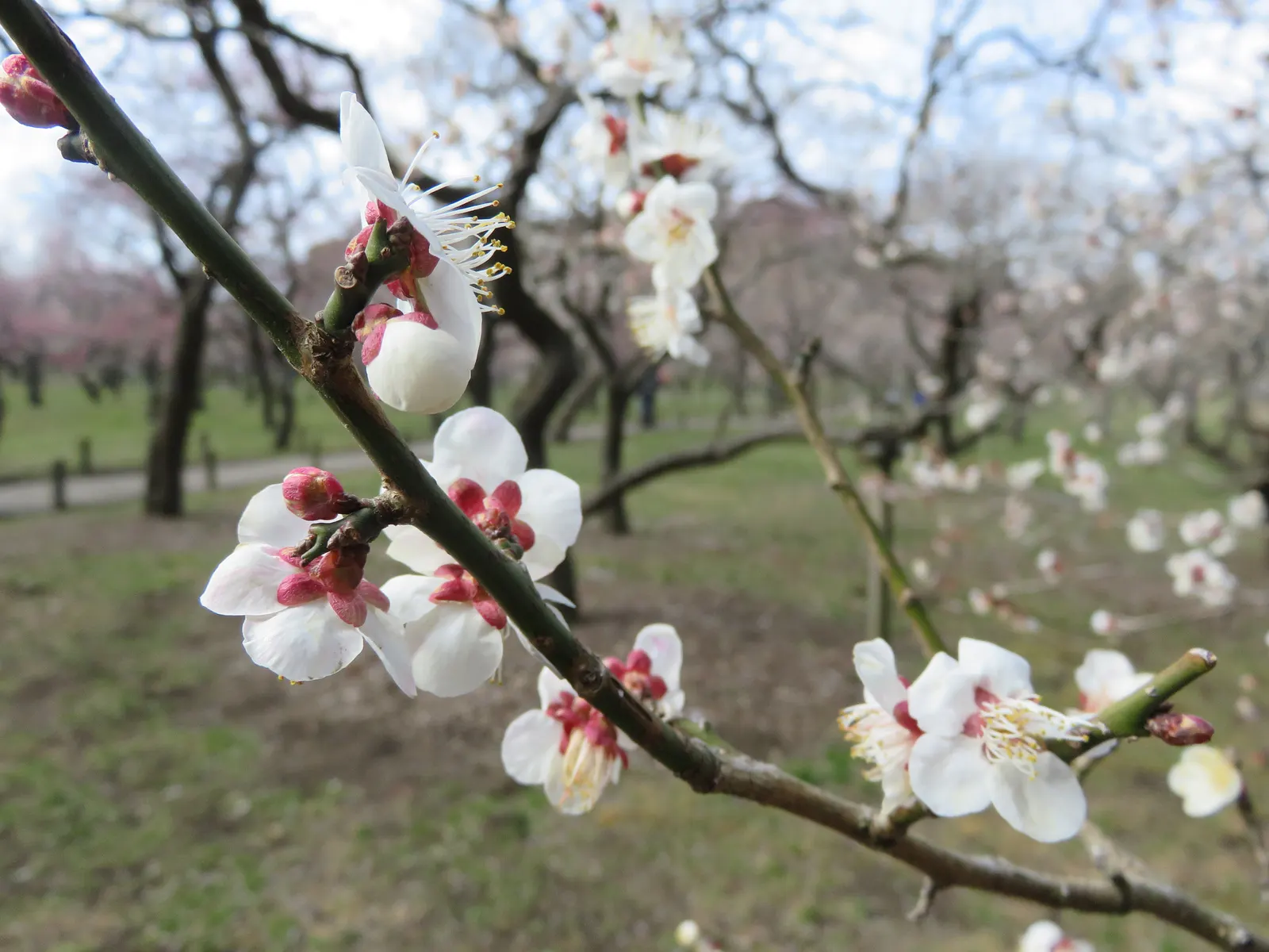 Plum (Prunus Salicina) — commonly known as the Japanese Plum or Chinese Plum; it features a rounded canopy with oblong leaves, image 55