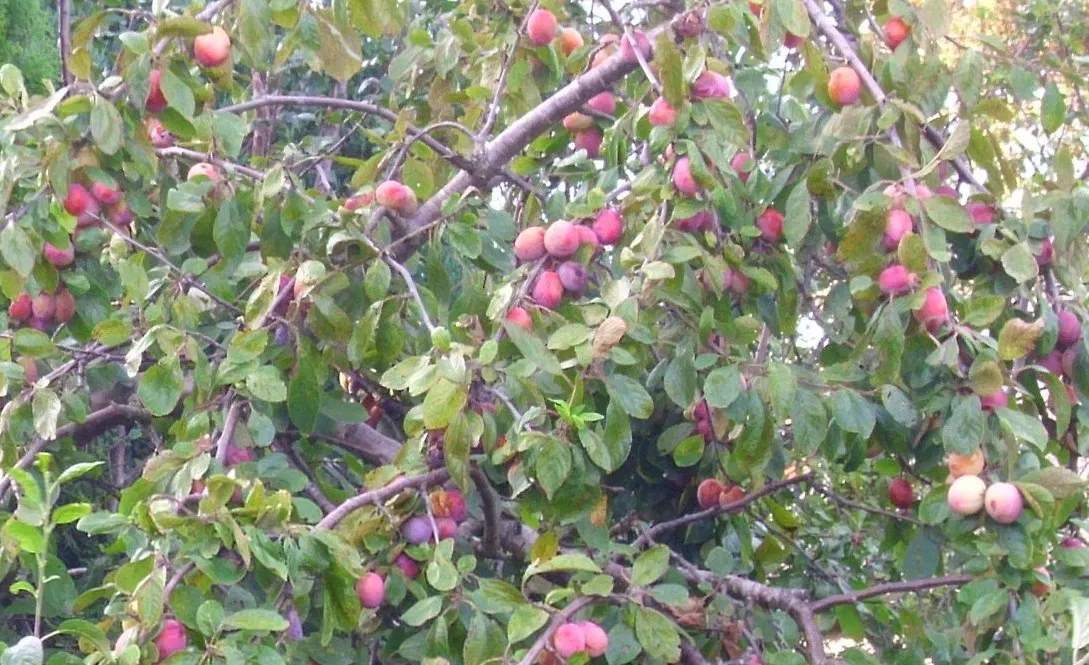 Plum (Prunus Salicina) — indicative of its adaptability to a variety of climates; be advised that this species may require some pest management to protect its