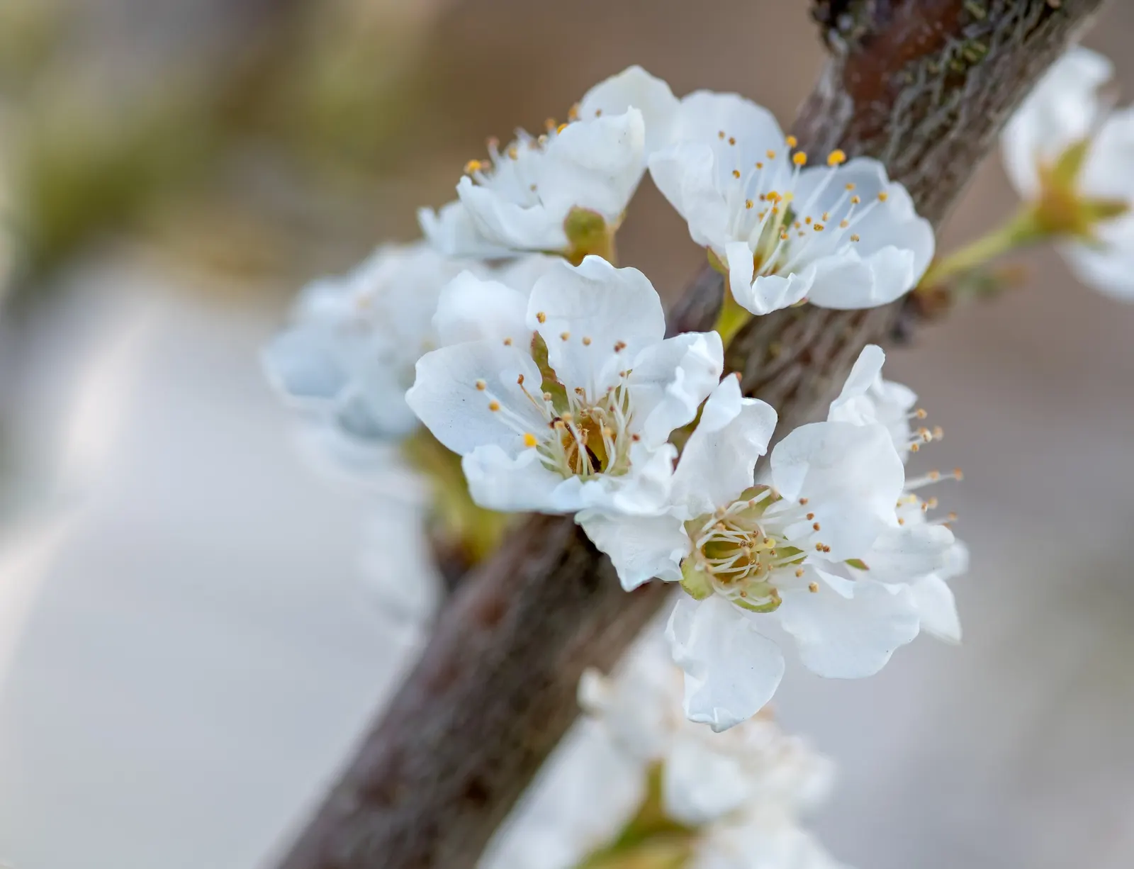 Plum (Prunus Salicina) — is a deciduous tree widely valued for its ornamental beauty and delightful fruit production; flowering in early spring