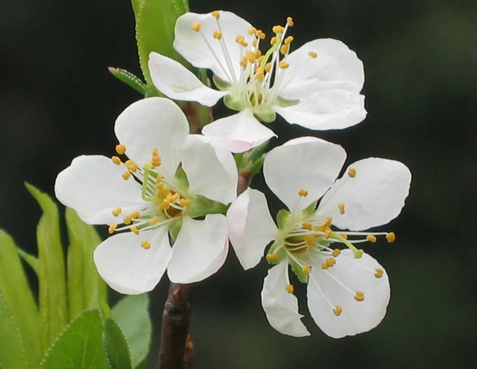 Plum (Prunus Salicina) — it produces fragrant white to pale pink blooms followed by juicy