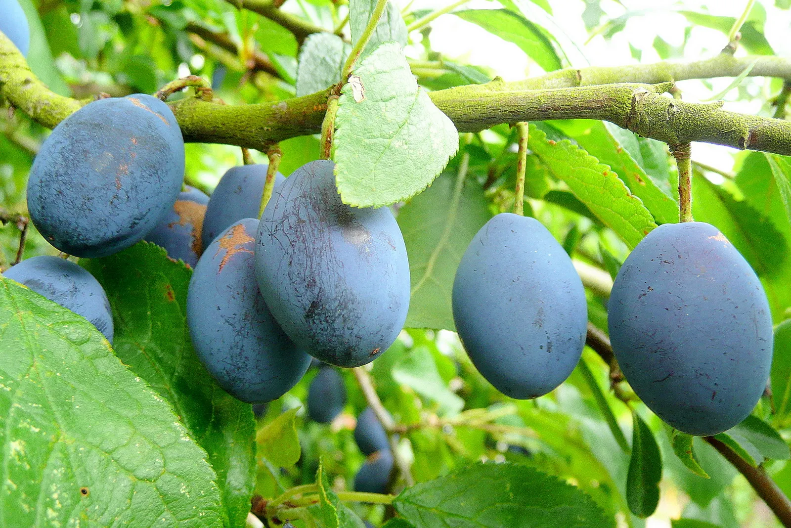 Plum (Prunus Salicina) — tree with white blooms; moderately moist soil with a slight acidity