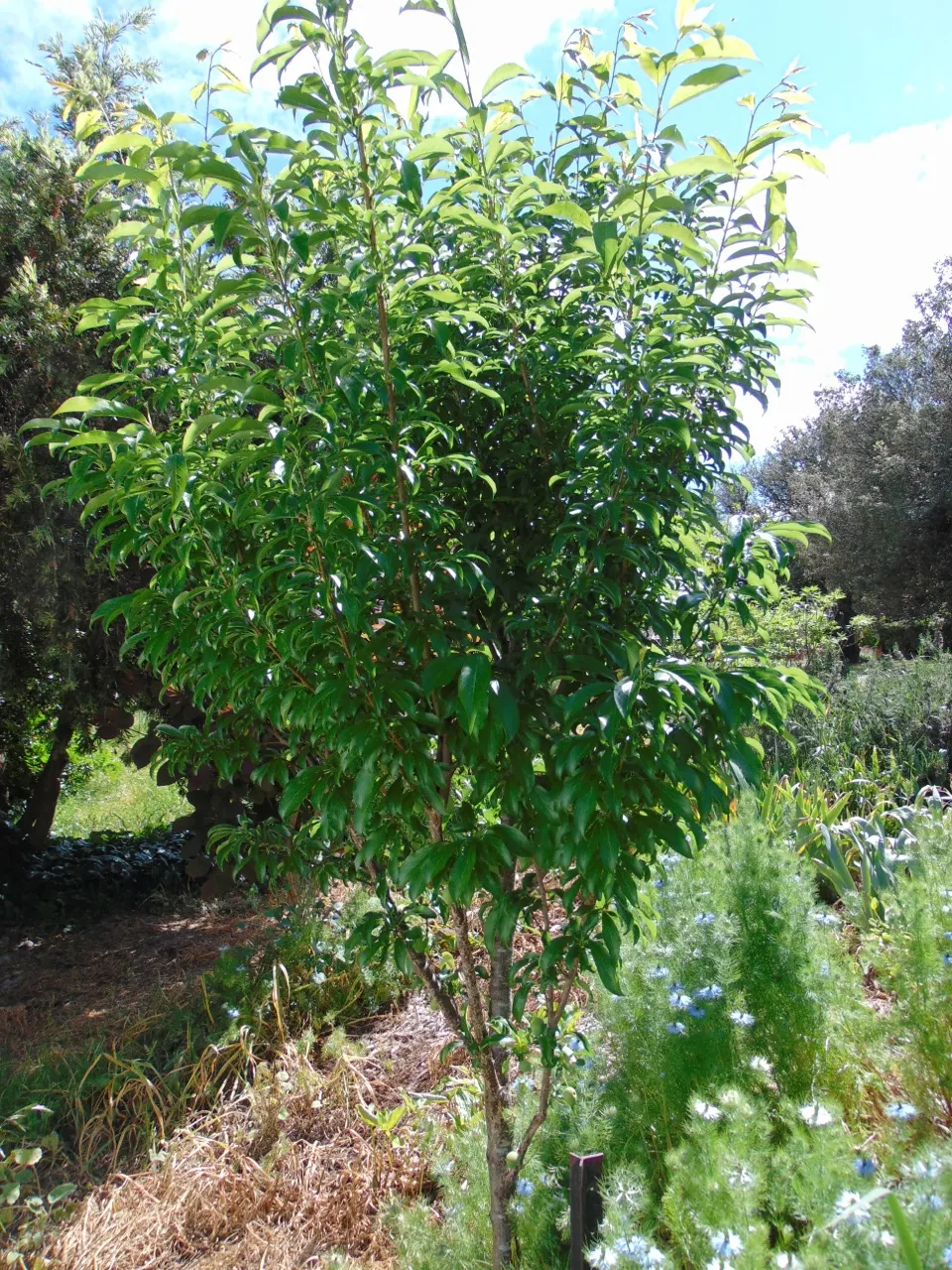 Plum (Prunus Salicina) — it features a rounded canopy with oblong leaves; white flowers in the garden