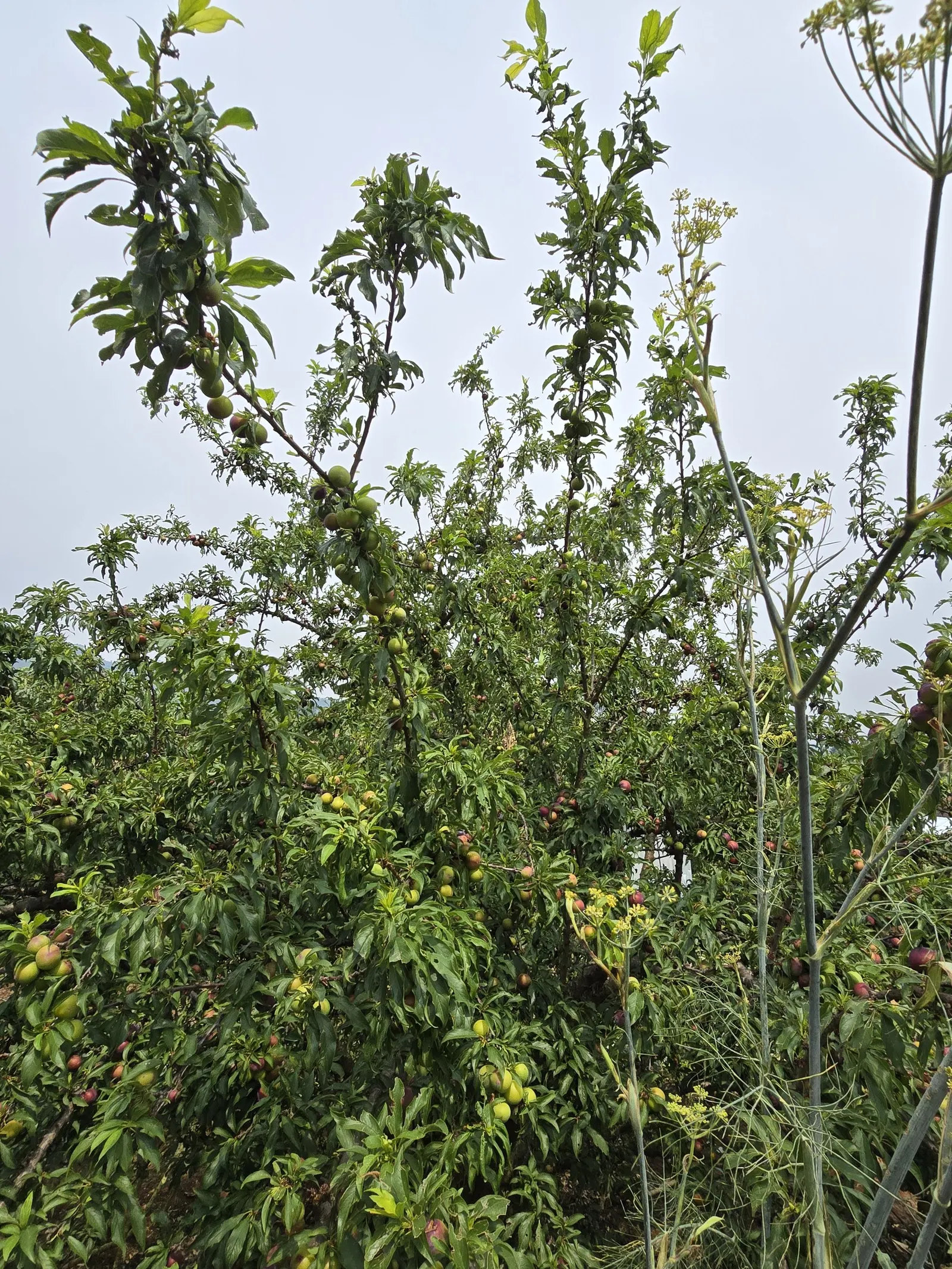 Plum (Prunus Salicina) — Be advised that this species may require some pest management to protect its harvest