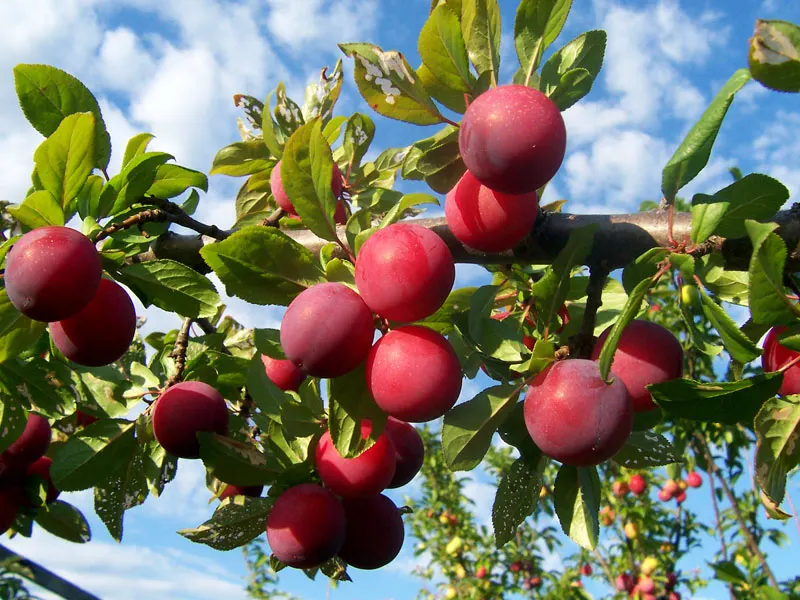Plum (Prunus Salicina) — With proper placement and care, image 77