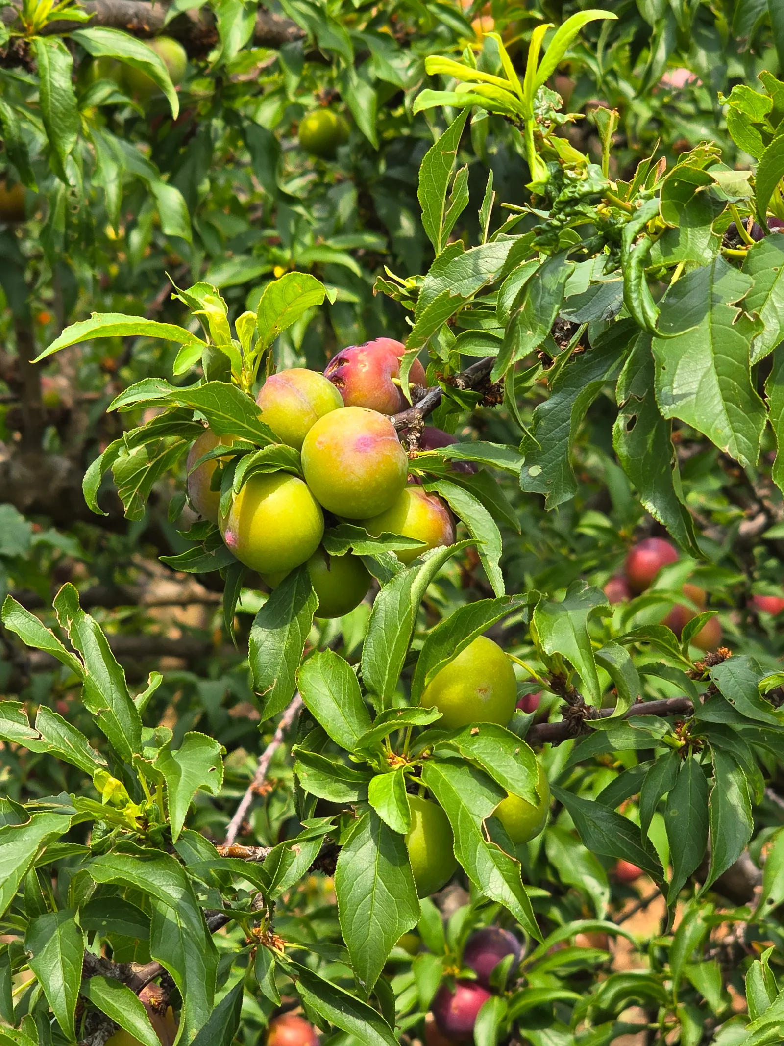 Plum (Prunus Salicina) — the Prunus salicina can become a stunning focal point that offers seasonal beauty and delectable fruit; typically reaching, image 78