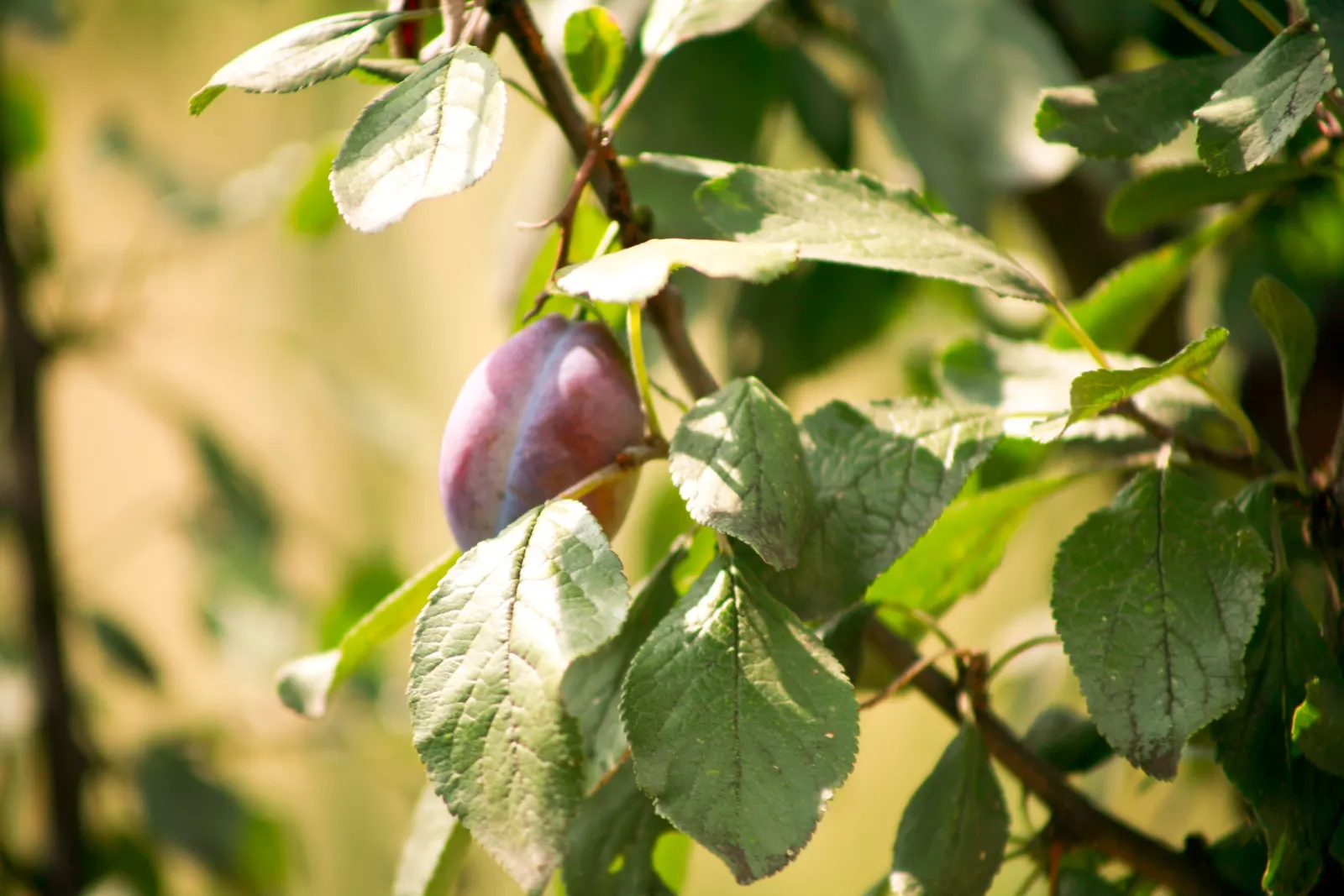 Plum (Prunus Salicina) — the Prunus salicina can become a stunning focal point that offers seasonal beauty and delectable fruit