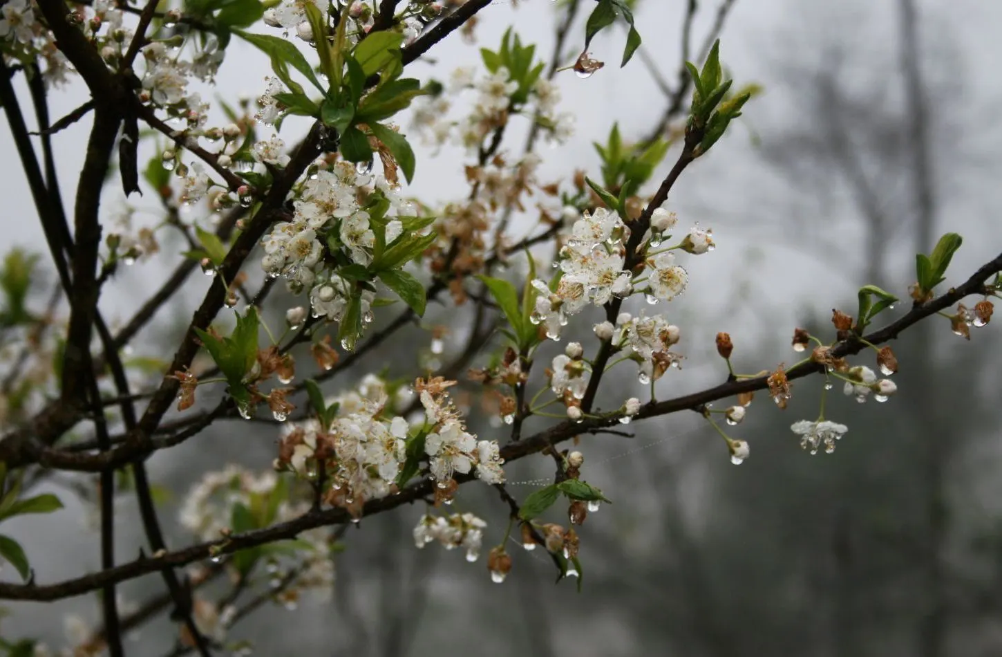 Plum (Prunus Salicina) — USDA Hardiness Zones for the Prunus salicina are 5 to 9; the foliage presents a lush green palette, image 72