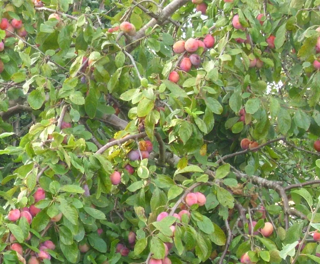 Plum (Prunus Salicina) — offering a rounded canopy that bursts into a vibrant display of white to pale pink flowers in early spring; depending on the