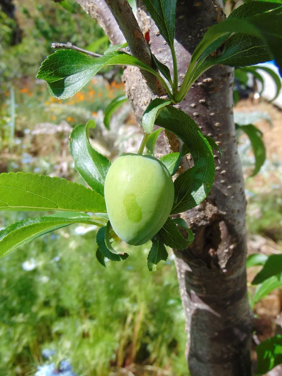 Plum (Prunus Salicina) — tree with white blooms