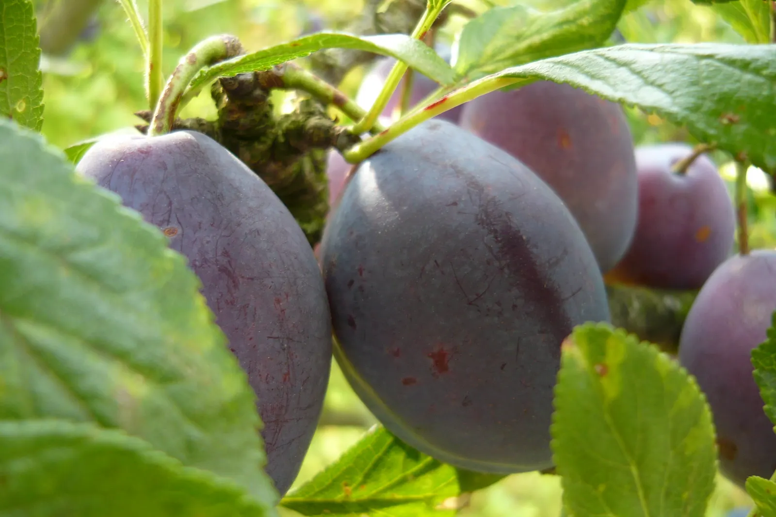 Plum (Prunus Salicina) — spanning roughly 2 to 4 inches in length, image 68