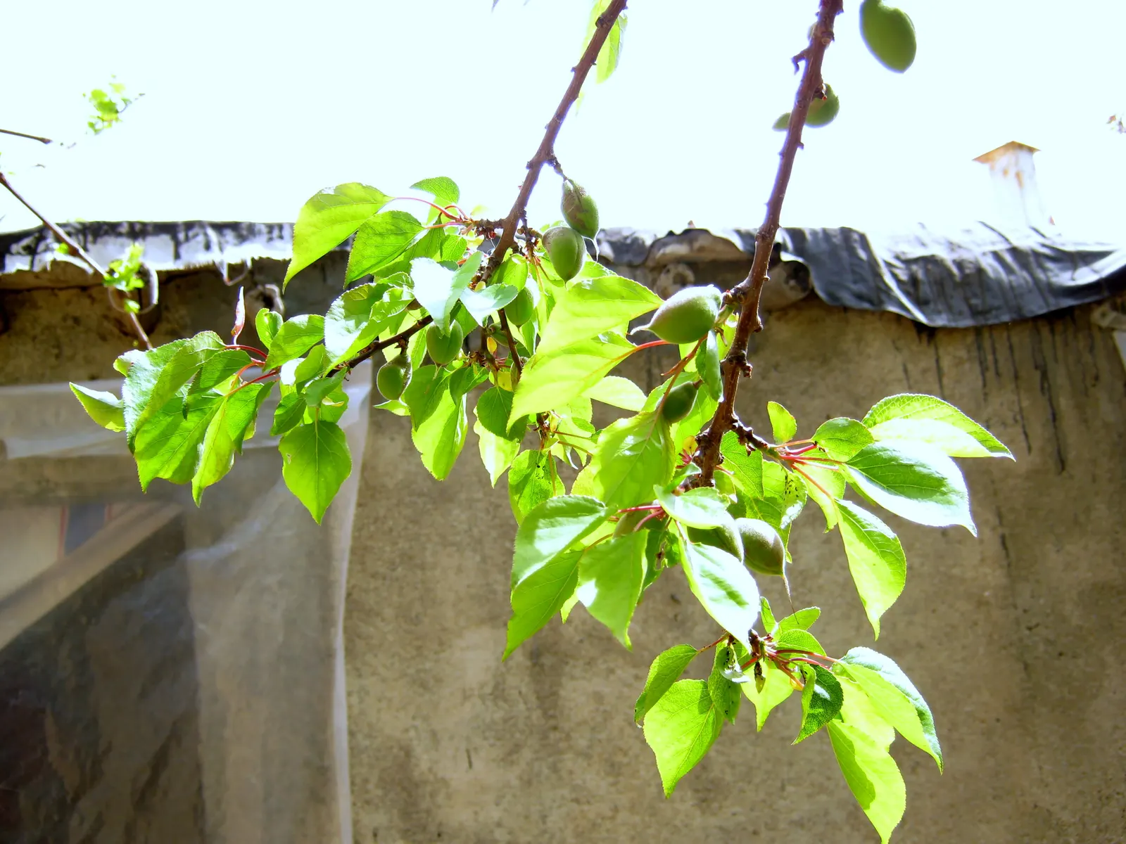 Plum (Prunus Salicina) — indicative of its adaptability to a variety of climates; be advised that this species may require some pest management to, image 73