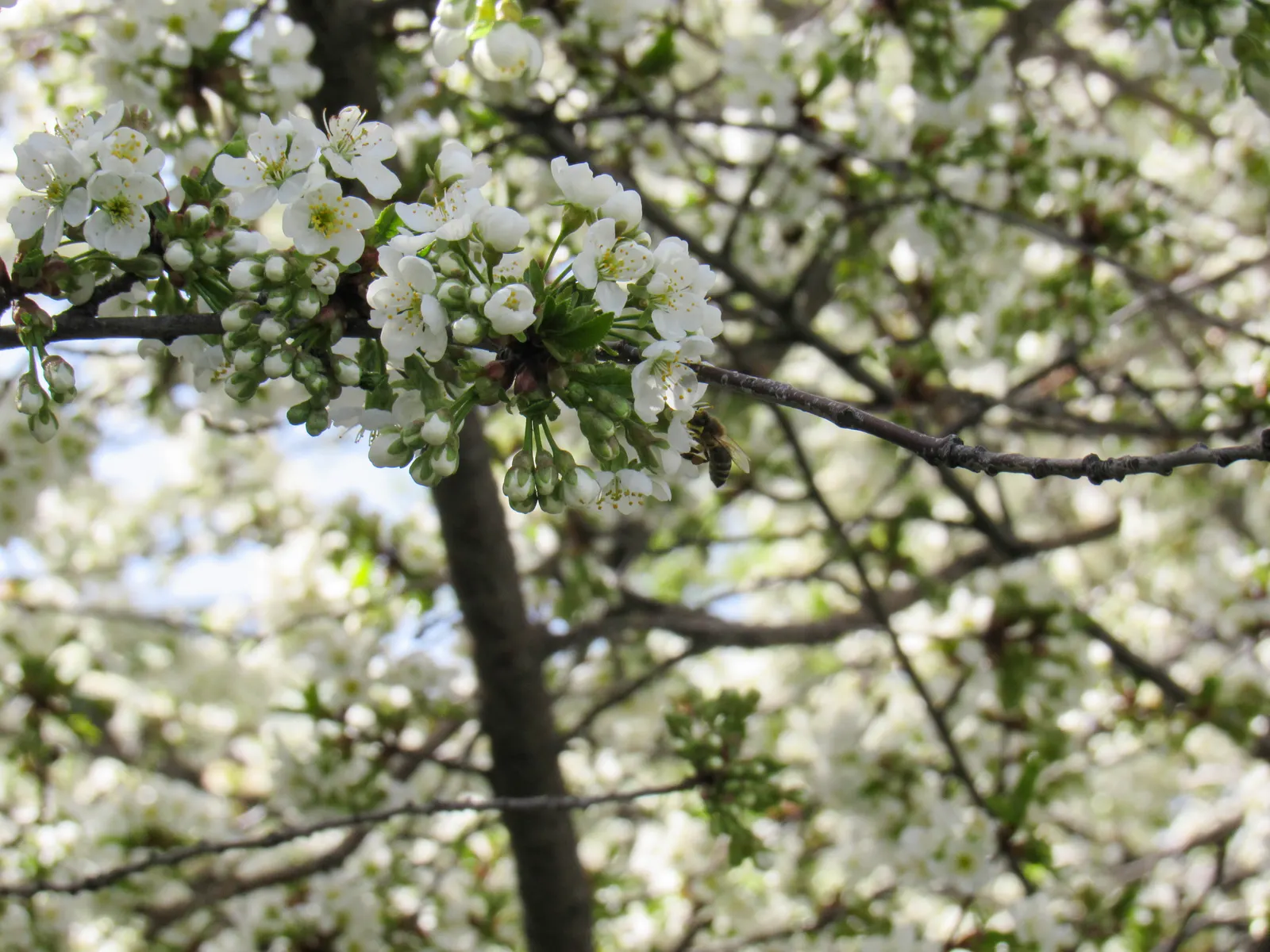 Plum (Prunus Salicina) — Typically reaching 15-20 feet in height and 10-15 feet in width; uSDA Hardiness Zones for the Prunus salicina are 5 to 9, image 57