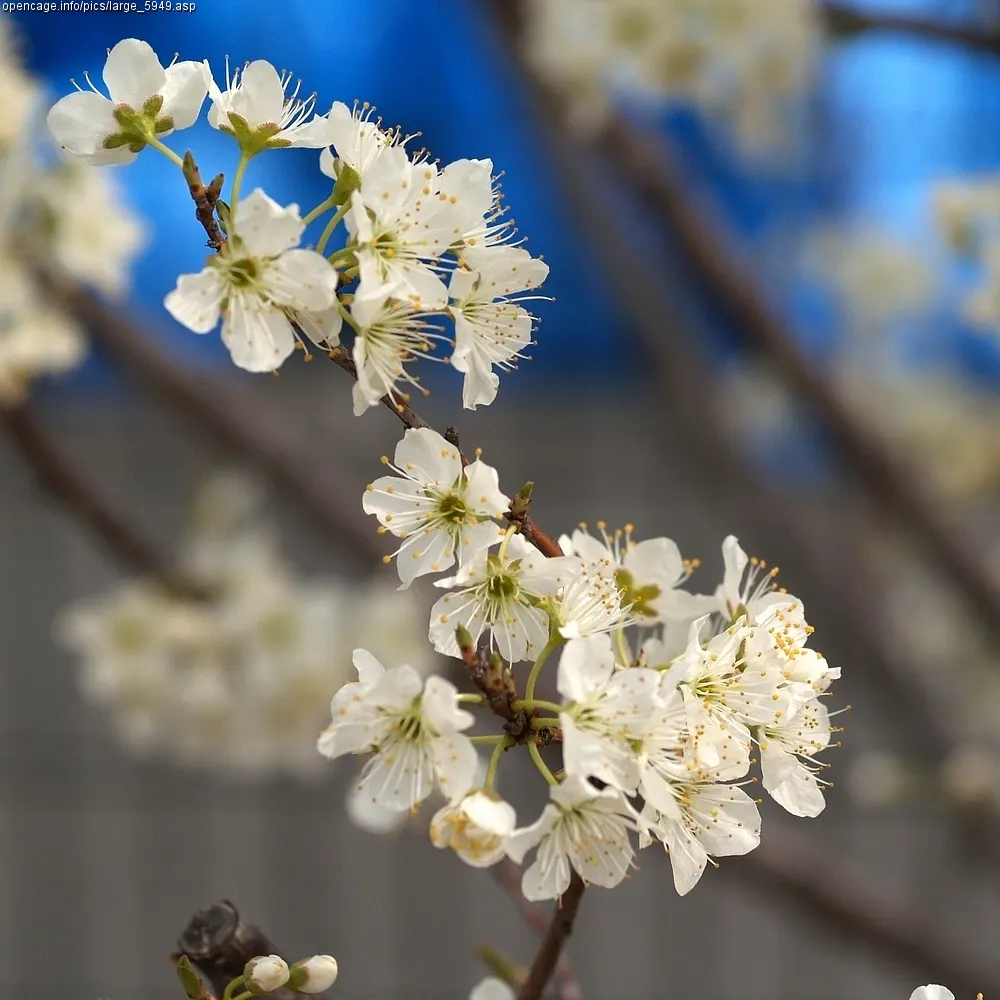 Plum (Prunus Salicina) — Flowering in early spring
