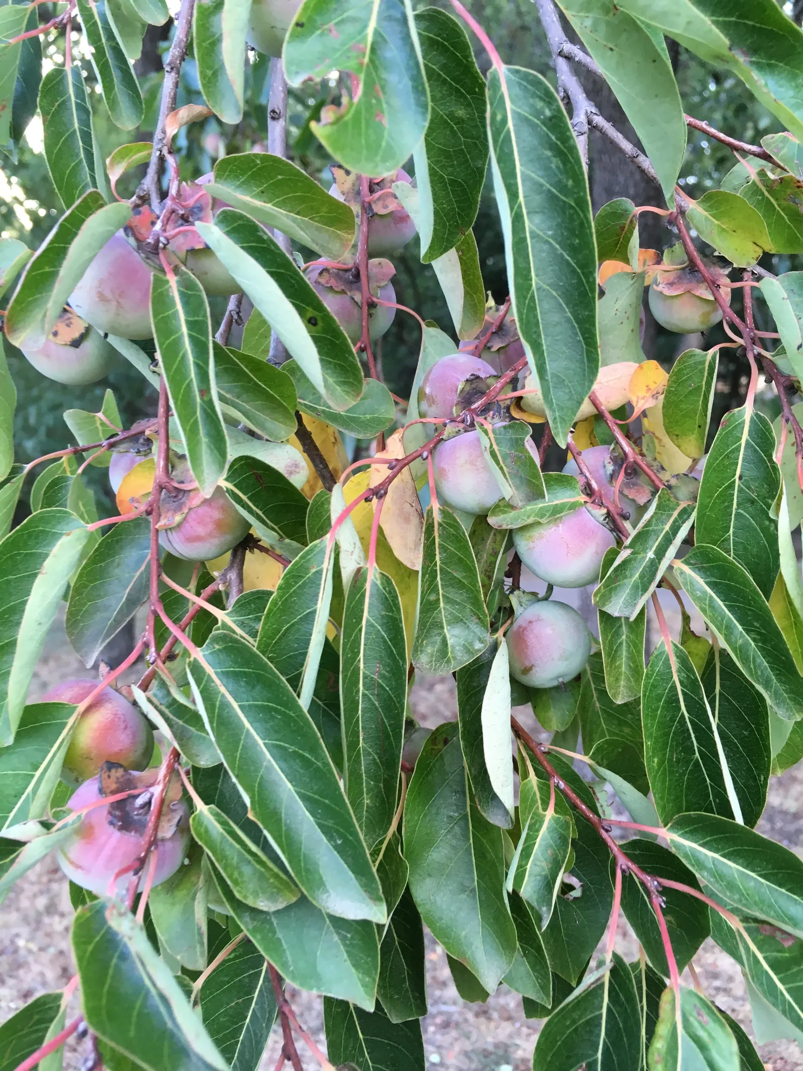 Plum (Prunus Salicina) — is a deciduous tree widely valued for its ornamental beauty and delightful fruit production