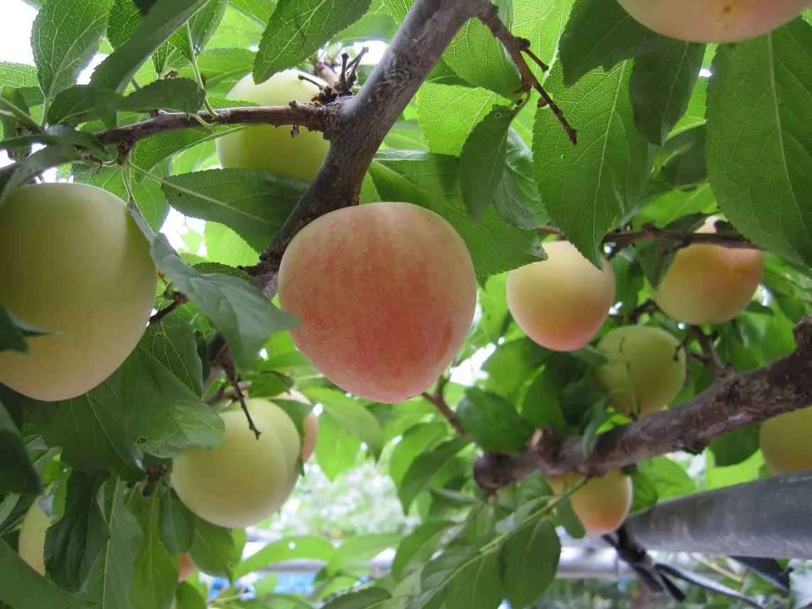 Plum (Prunus Salicina) — and enhance fruit production; is a deciduous tree widely valued for its ornamental beauty and delightful fruit production