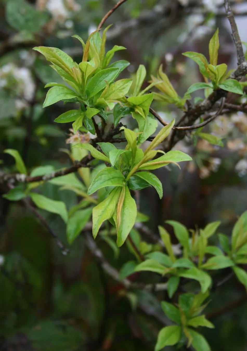 Plum (Prunus Salicina) — commonly known as the Japanese Plum or Chinese Plum; it features a rounded canopy with oblong leaves, image 82