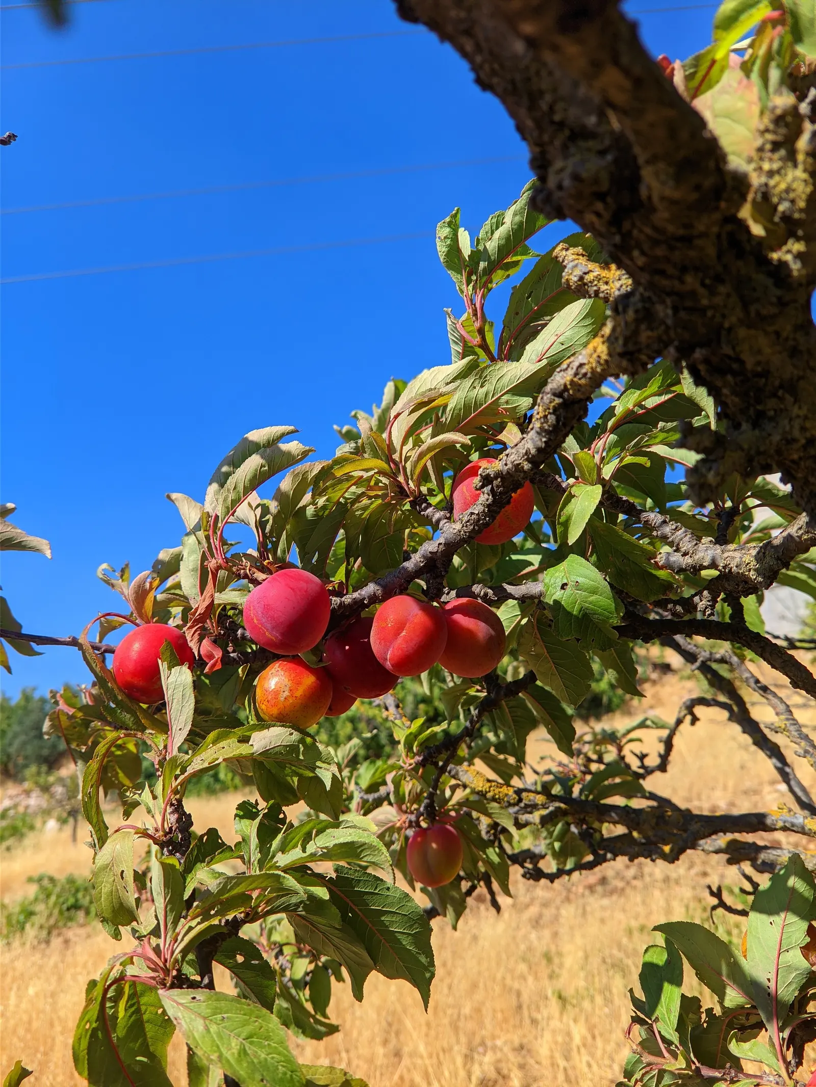 Plum (Prunus Salicina) — moderately moist soil with a slight acidity; commonly referred to as the Japanese plum or Chinese plum