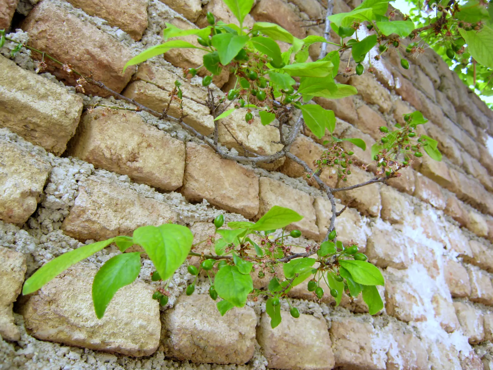 Plum (Prunus Salicina) — commonly referred to as the Japanese plum or Chinese plum; tree with white blooms, image 62
