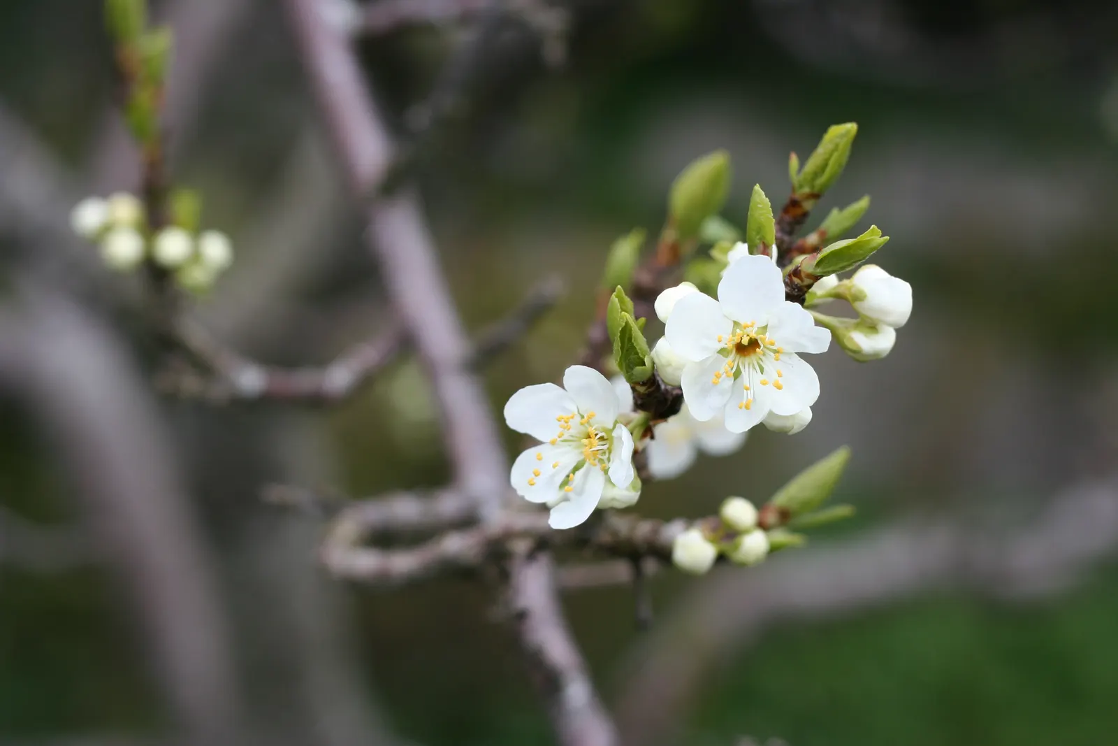 Plum (Prunus Salicina) — spanning roughly 2 to 4 inches in length