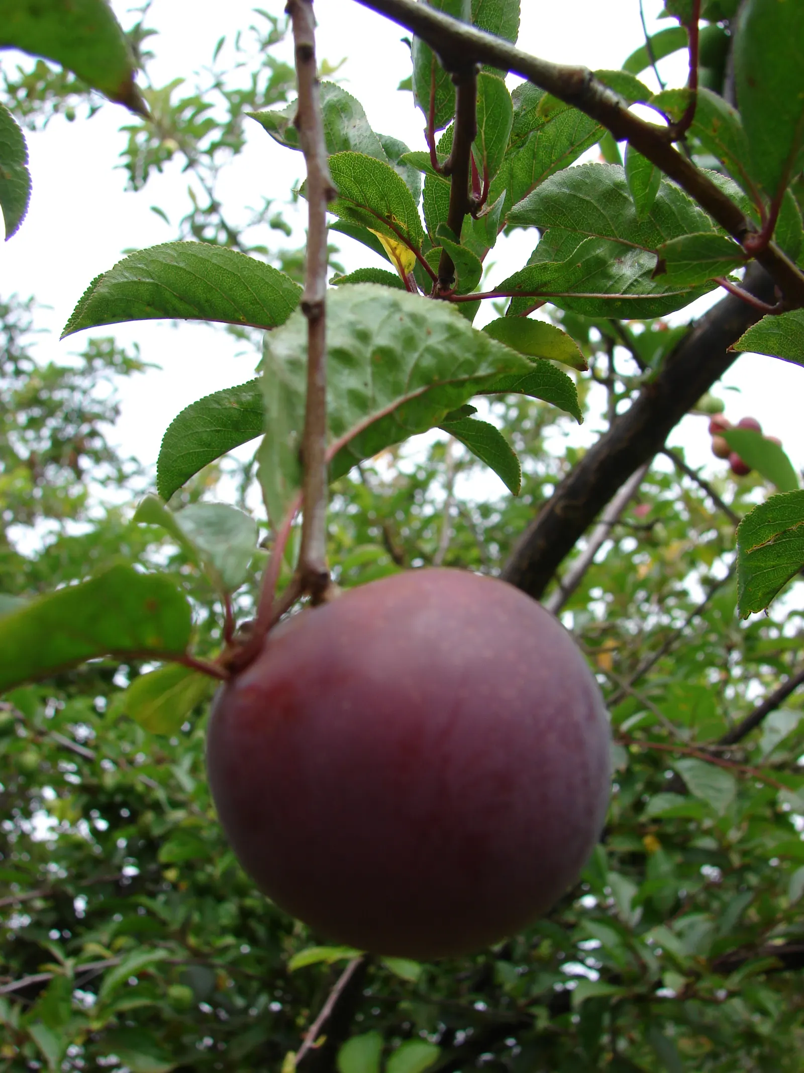 Plum (Prunus Salicina) — With proper placement and care