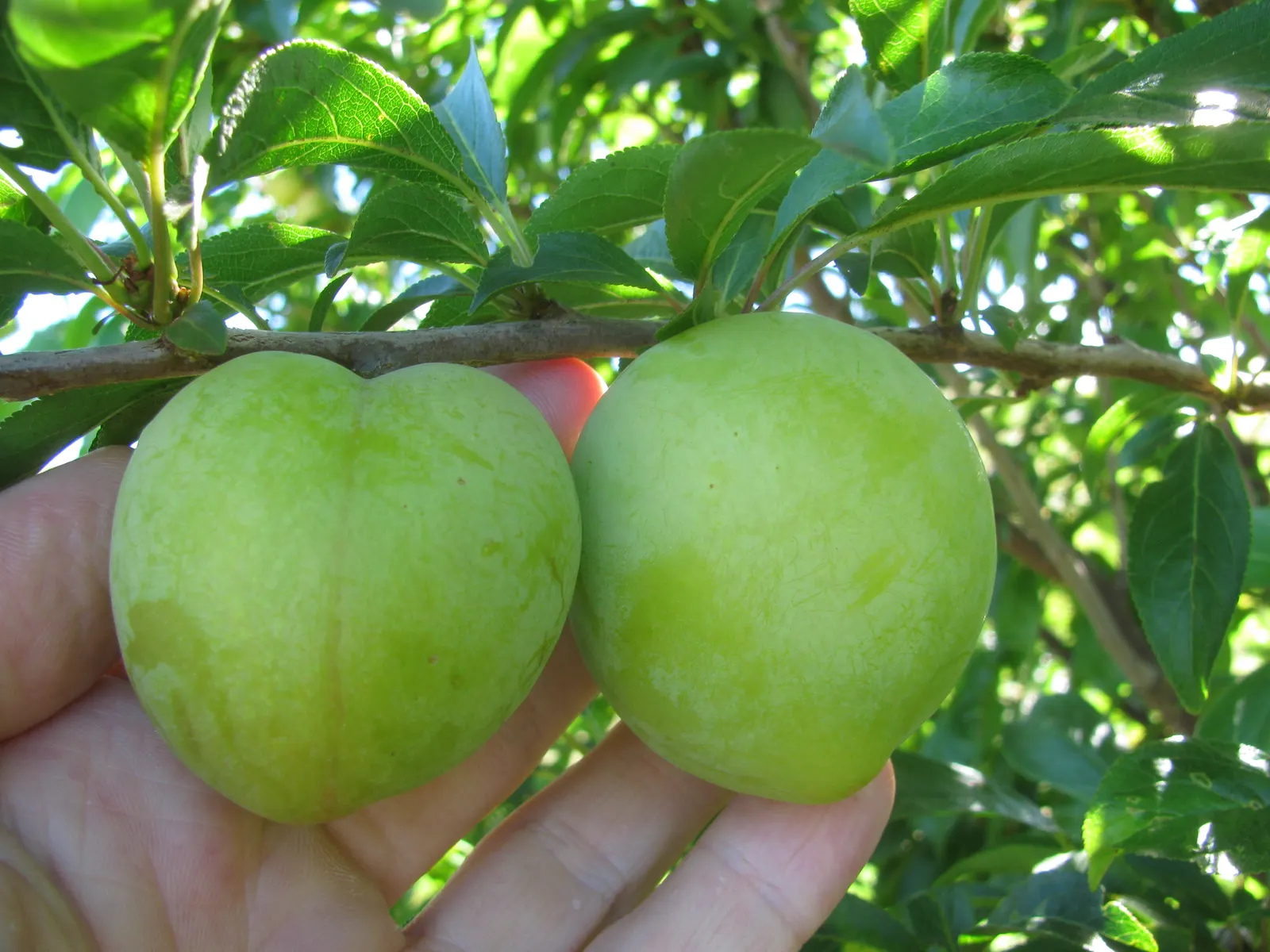 Plum (Prunus Salicina) — it produces fragrant white to pale pink blooms followed by juicy; indicative of its adaptability to a variety of climates