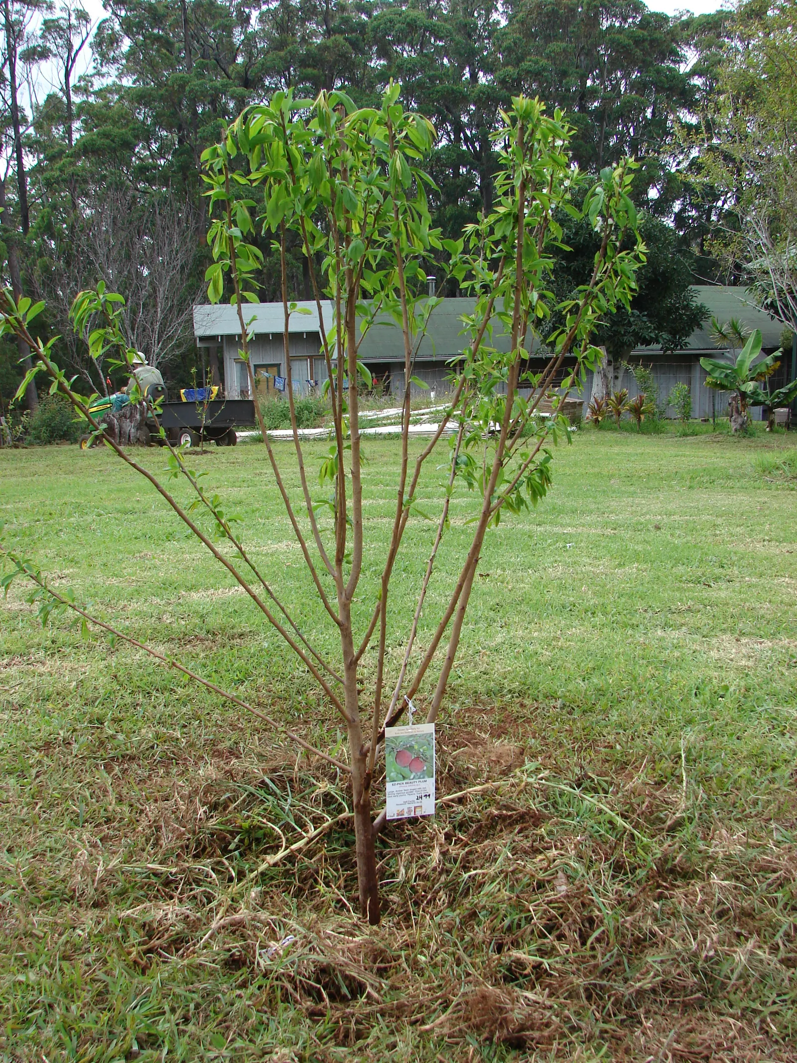 Plum (Prunus Salicina) — commonly referred to as the Japanese plum or Chinese plum; tree with white blooms