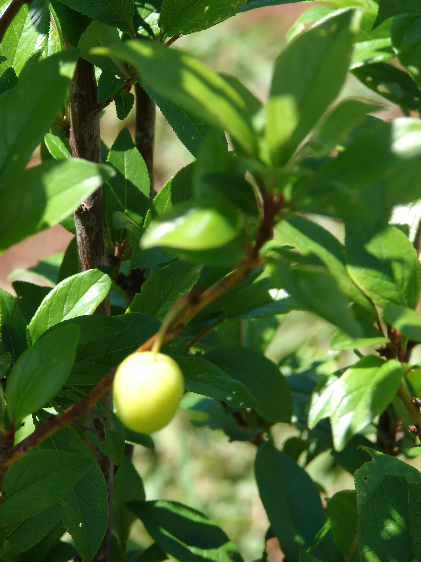 Plum (Prunus Salicina) — Ideal for zones 5-9, it thrives in full sun and well-drained soil