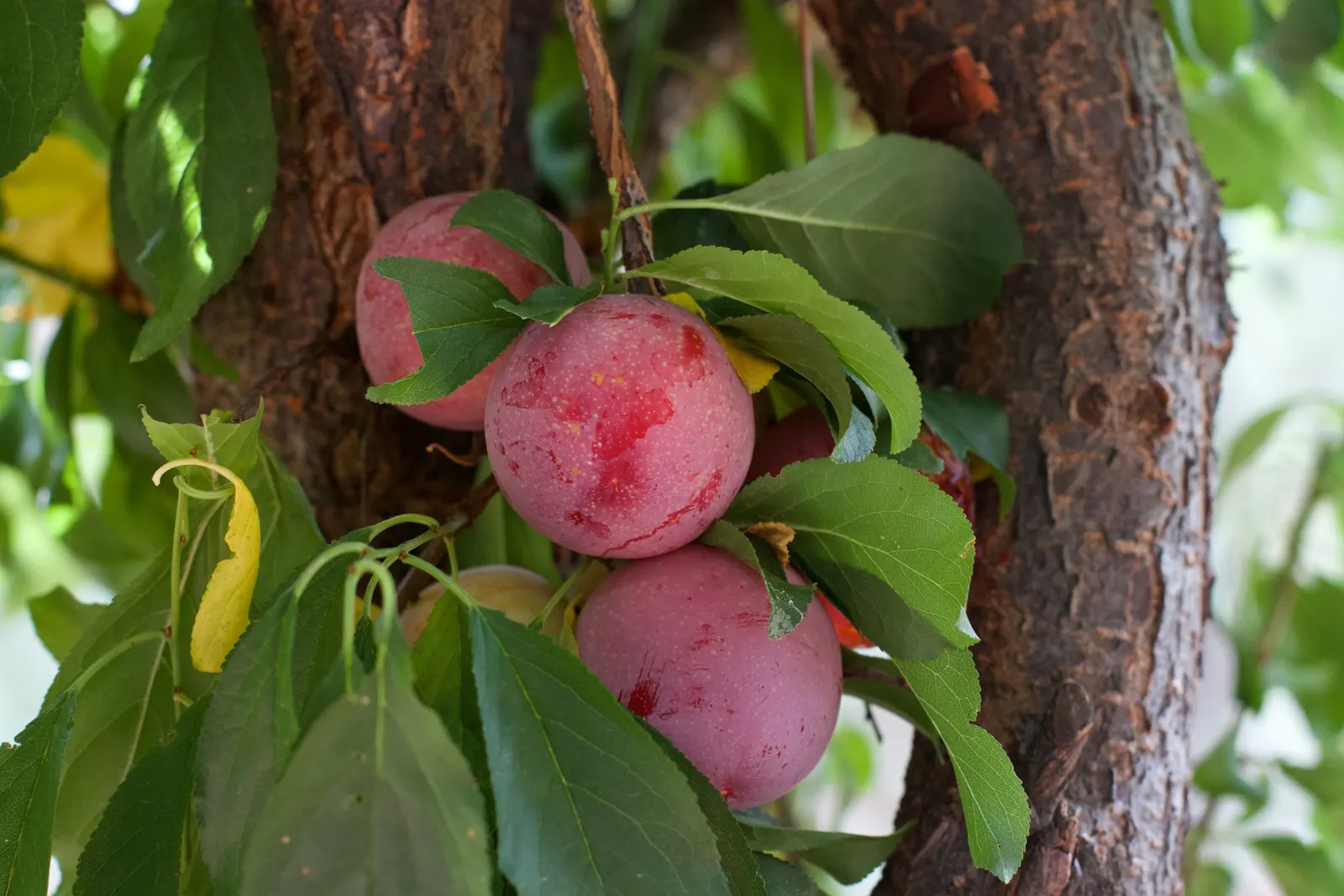 Plum (Prunus Salicina) — Typically reaching 15-20 feet in height and 10-15 feet in width; uSDA Hardiness Zones for the Prunus salicina are 5 to 9, image 84