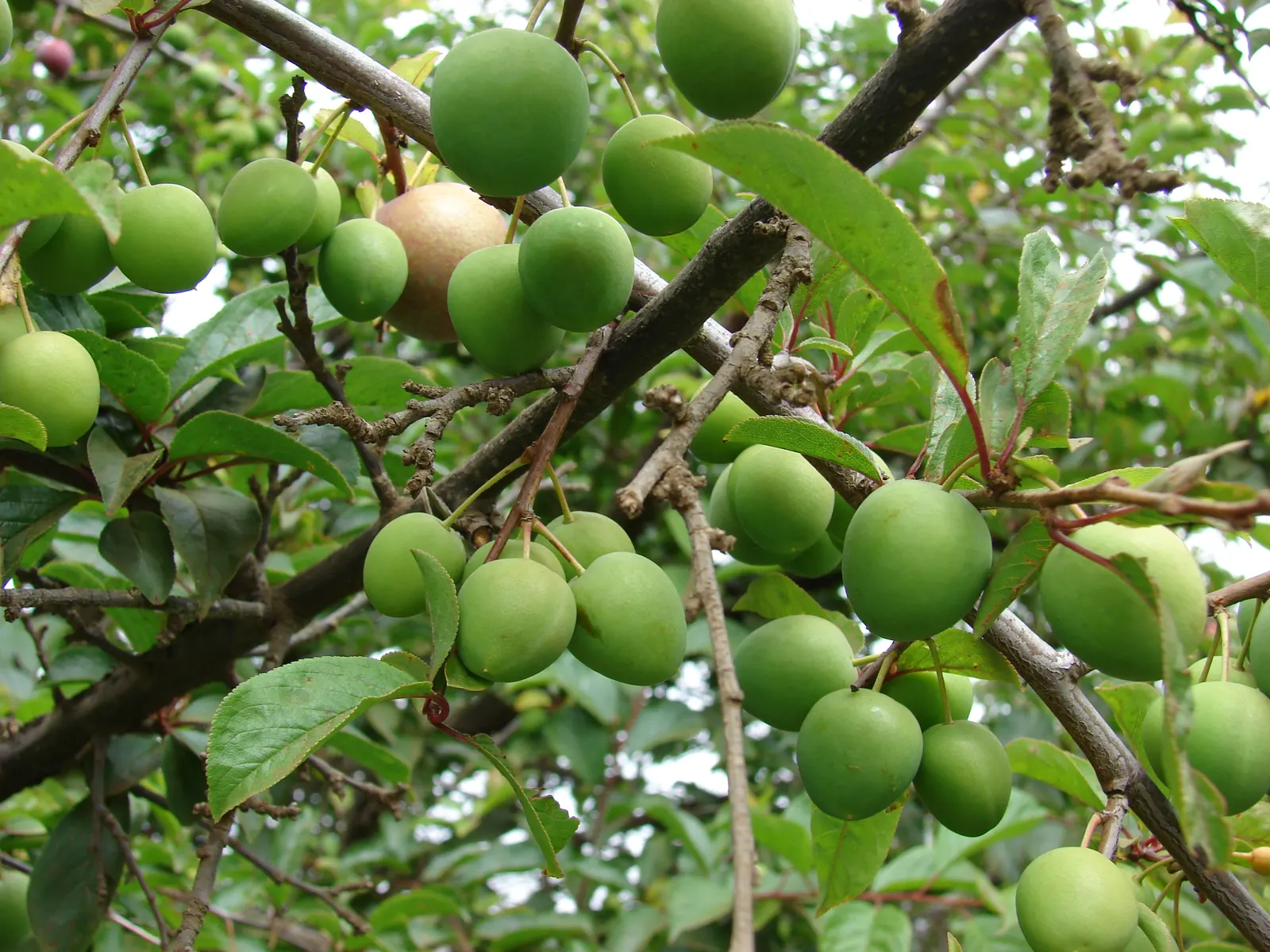 Plum (Prunus Salicina) — It is a relatively fast-growing species with an average increase of 13 to 24 inches per year