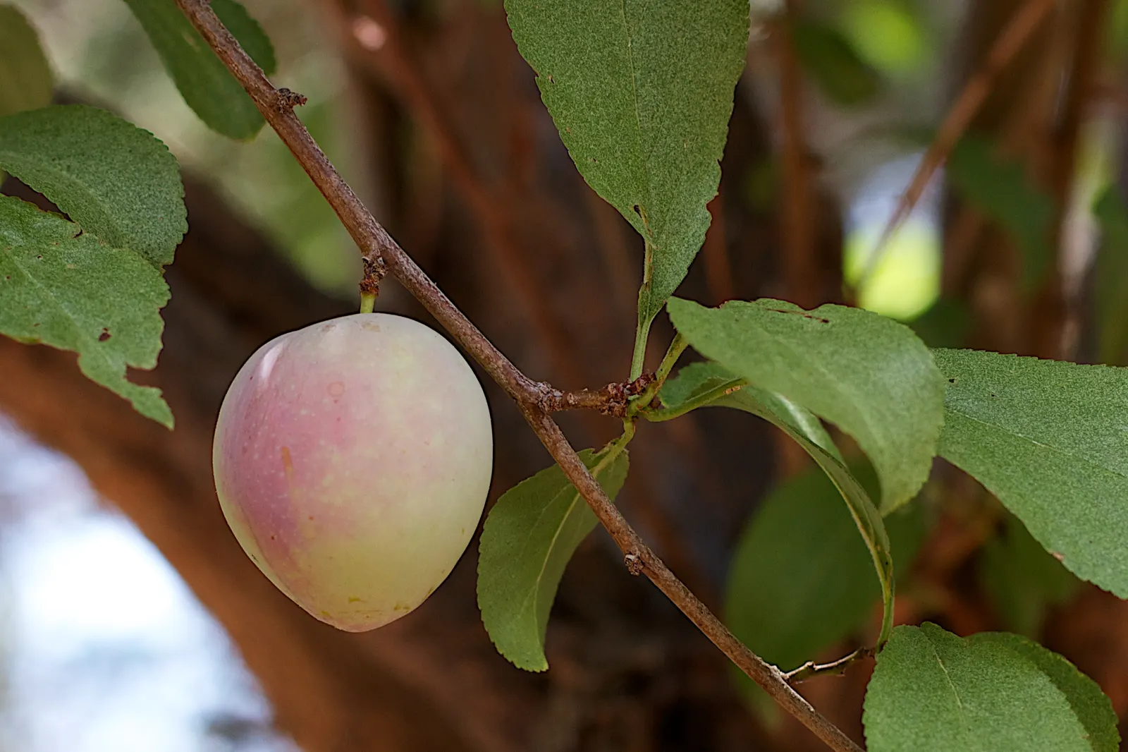 Plum (Prunus Salicina) — Ideal for zones 5-9, it thrives in full sun and well-drained soil, image 59