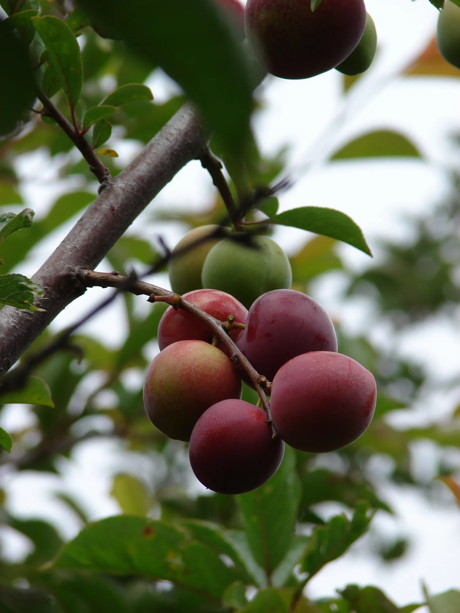 Plum (Prunus Salicina) — depending on the cultivar.<br><br>The leaves of Prunus salicina are lanceolate or oblong in shape