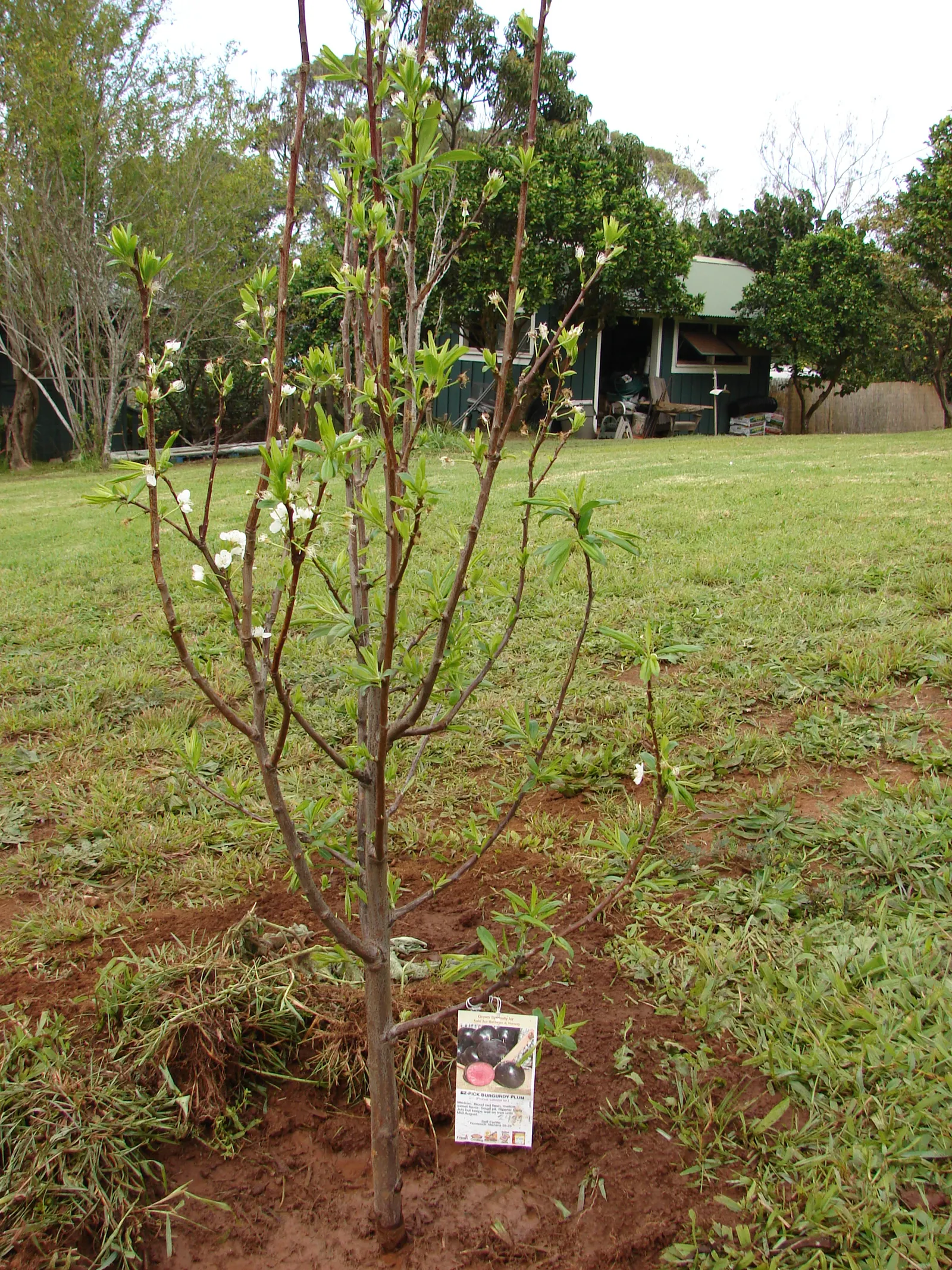 Plum (Prunus Salicina) — The foliage presents a lush green palette; and enhance fruit production