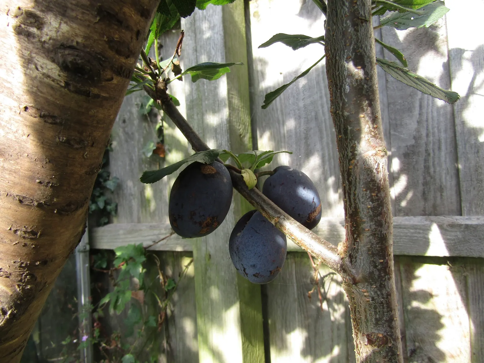 Plum (Prunus Salicina) — moderately moist soil with a slight acidity