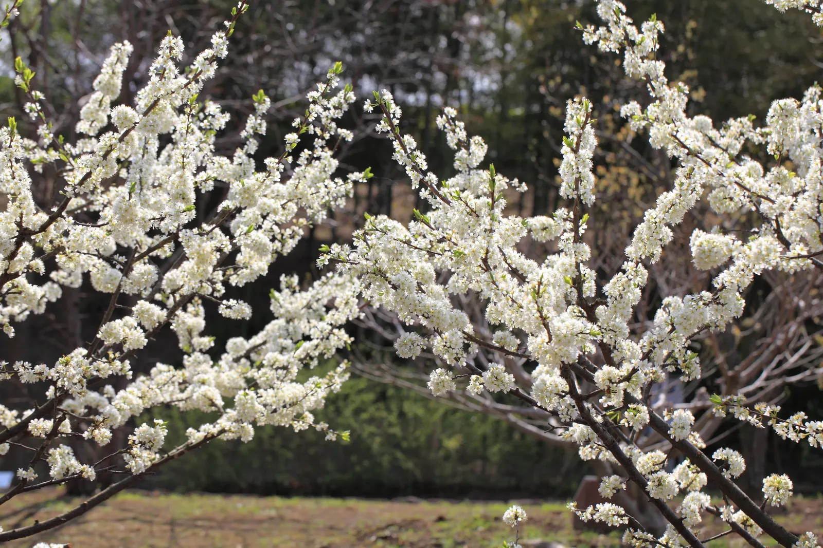 Plum (Prunus Salicina) — it features a rounded canopy with oblong leaves; white flowers in the garden, image 58