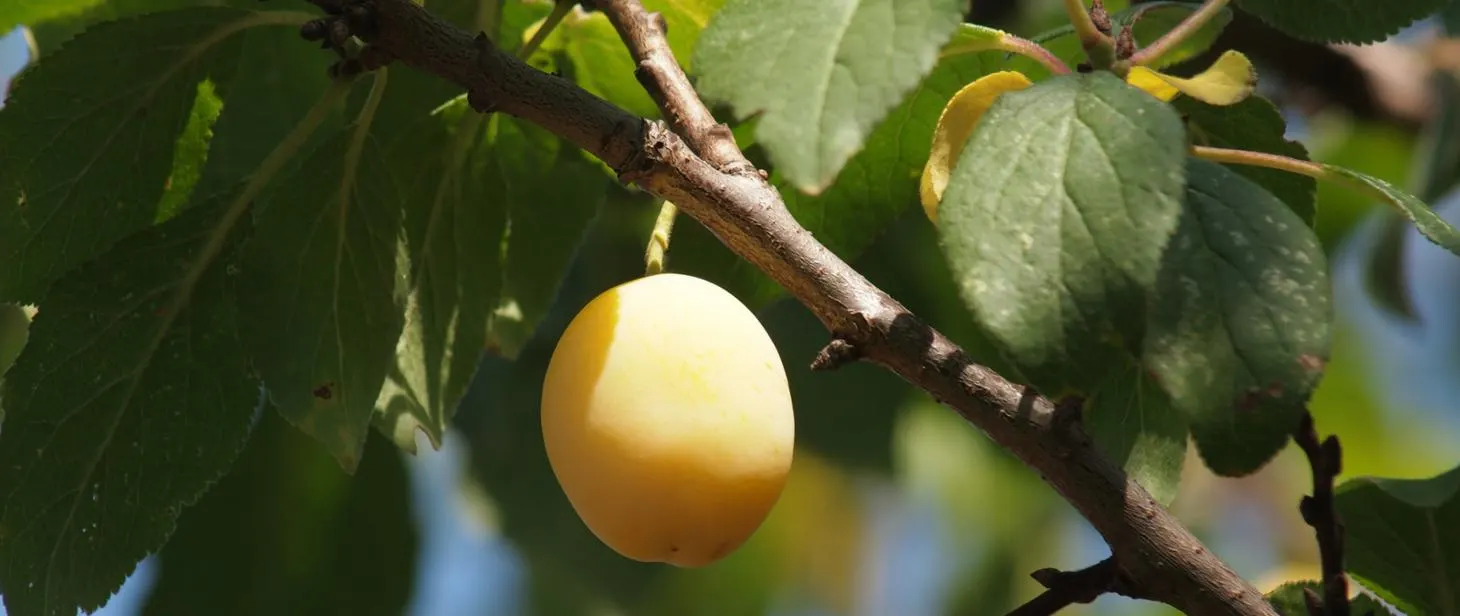 Plum (Prunus Salicina) — is a deciduous tree prized for its spring blossoms and delicious summer fruit; the fragrant blossoms set the scene for, image 56