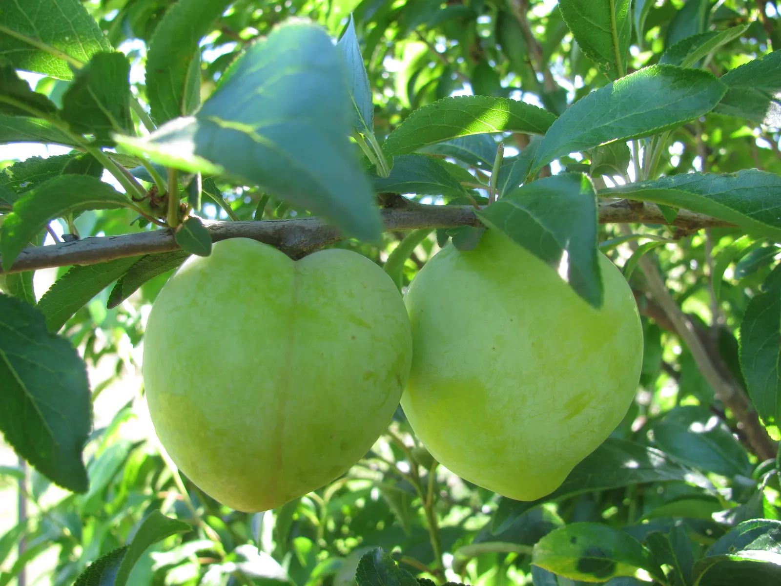 Plum (Prunus Salicina) — Typically reaching 15-20 feet in height and 10-15 feet in width; uSDA Hardiness Zones for the Prunus salicina are 5 to 9