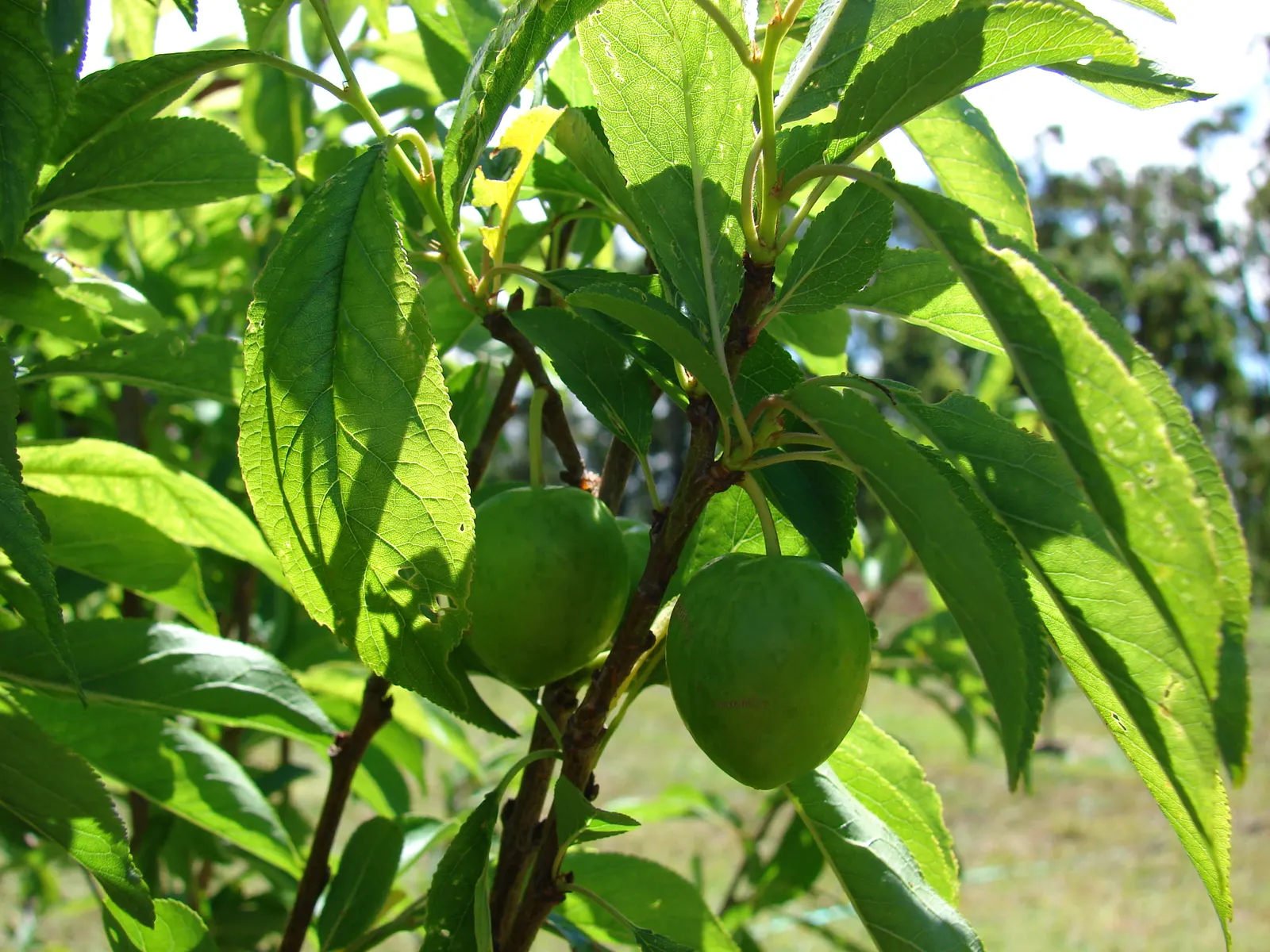 Plum (Prunus Salicina) — offering a rounded canopy that bursts into a vibrant display of white to pale pink flowers in early spring