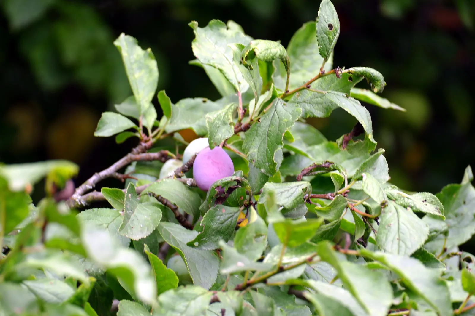Plum (Prunus Salicina) — commonly known as the Japanese Plum or Chinese Plum