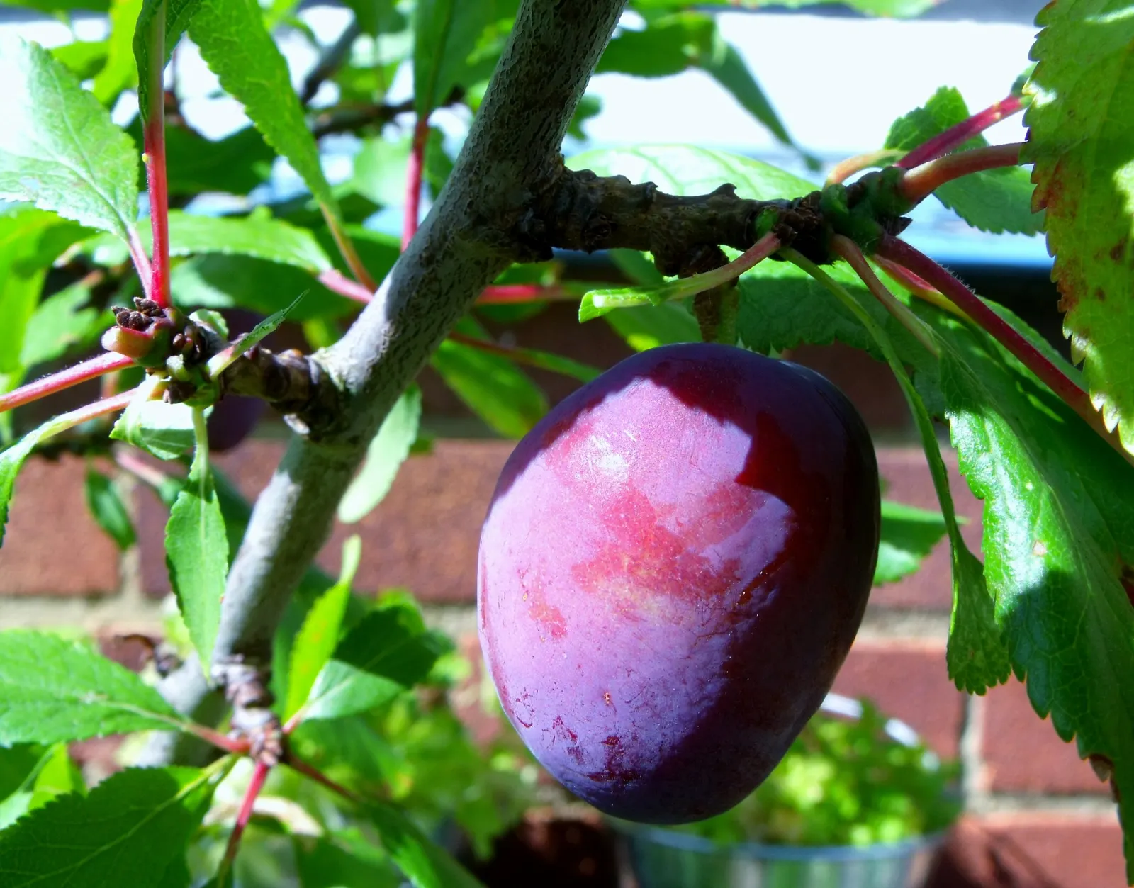 Plum (Prunus Salicina) — tree with white blooms; moderately moist soil with a slight acidity, image 80