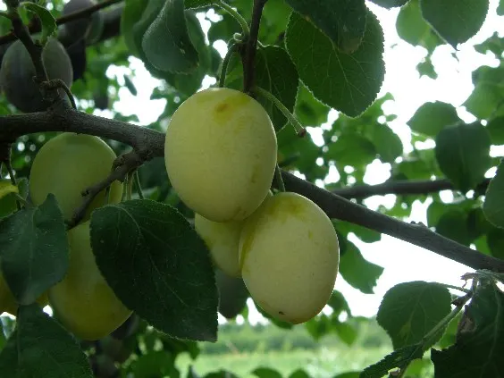 Plum (Prunus Salicina) — and enhance fruit production