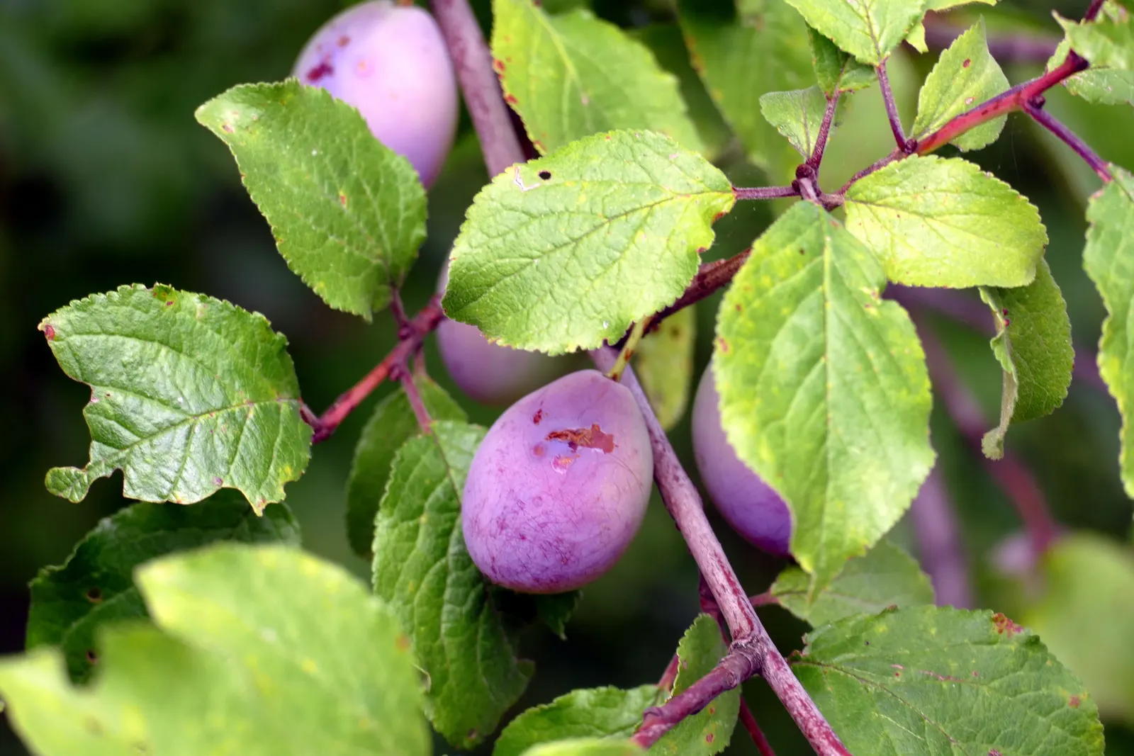 Plum (Prunus Salicina) — when the tree becomes laden with succulent plums ranging in color from yellow and red to deep purple
