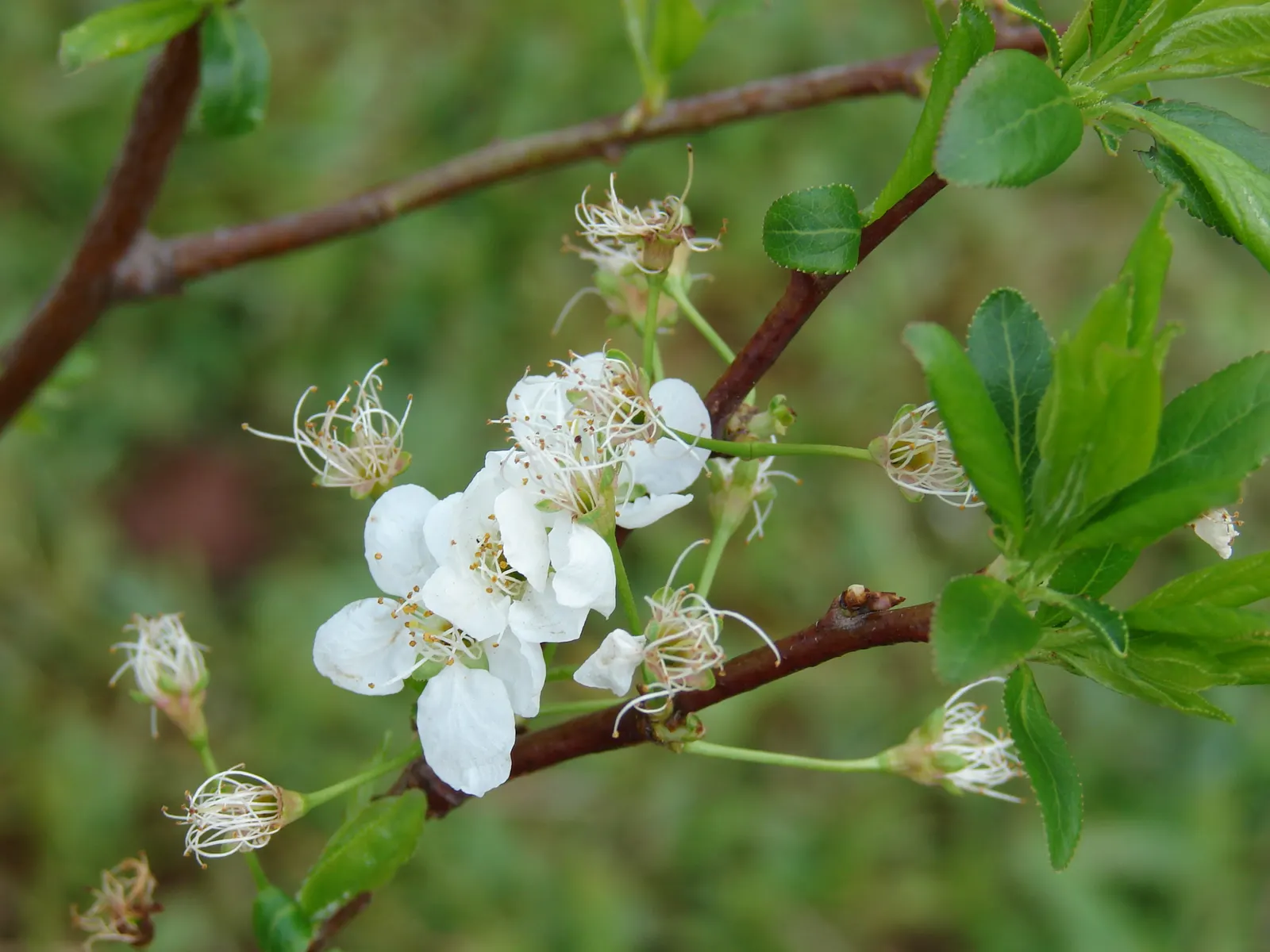 Plum (Prunus Salicina) — is a deciduous tree prized for its spring blossoms and delicious summer fruit; the fragrant blossoms set the scene for, image 83