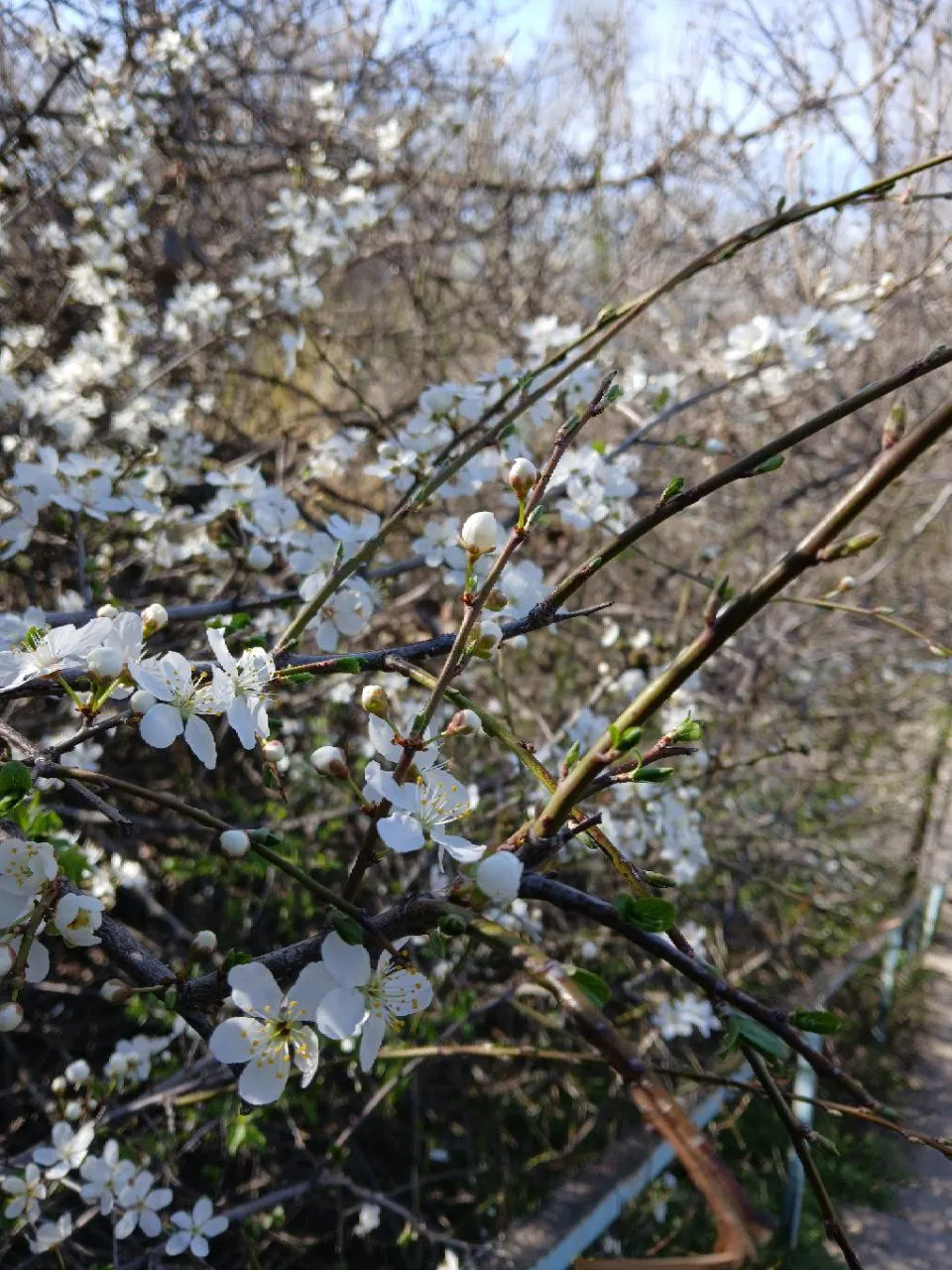 Plum (Prunus Salicina) — It is a relatively fast-growing species with an average increase of 13 to 24 inches per year; is a deciduous tree prized for its