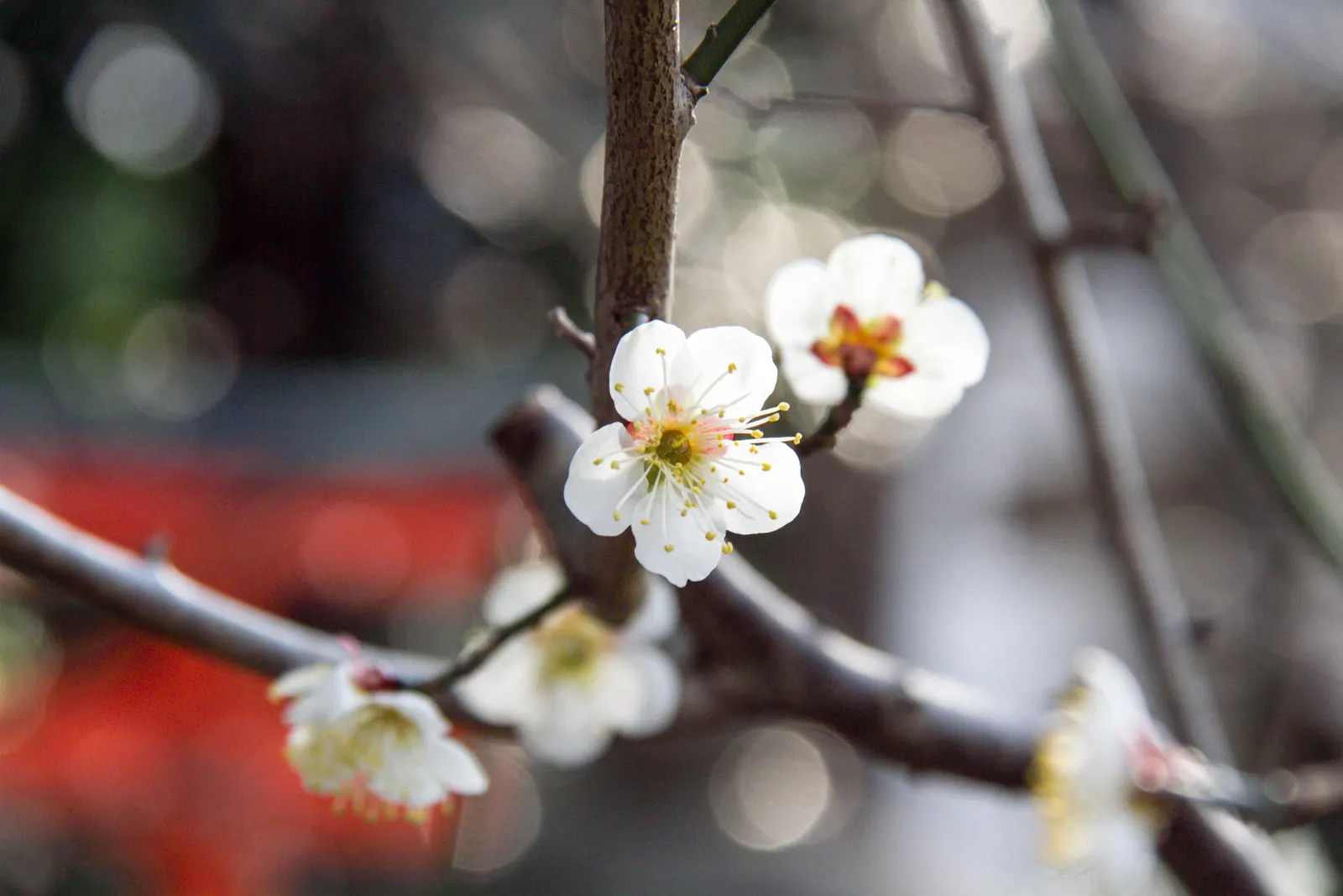 Plum (Prunus Salicina) — depending on the cultivar.<br><br>The leaves of Prunus salicina are lanceolate or oblong in shape; it produces fragrant white to pale