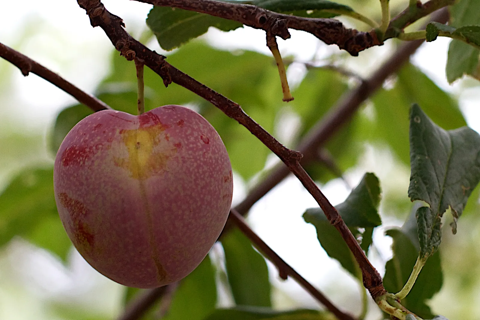 Plum (Prunus Salicina) — spanning roughly 2 to 4 inches in length, image 41