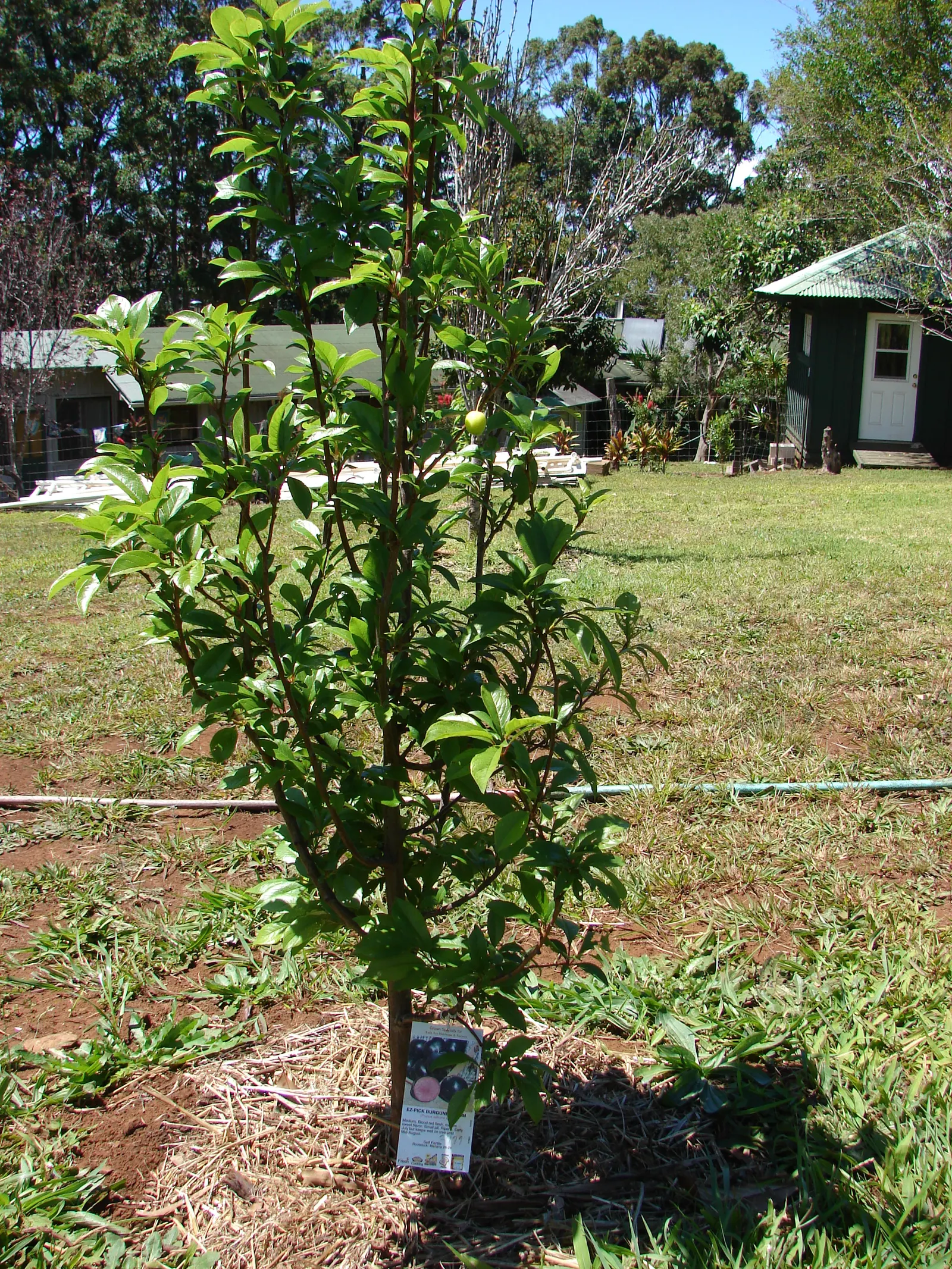 Plum (Prunus Salicina) — and enhance fruit production; is a deciduous tree widely valued for its ornamental beauty and delightful fruit production, image 75